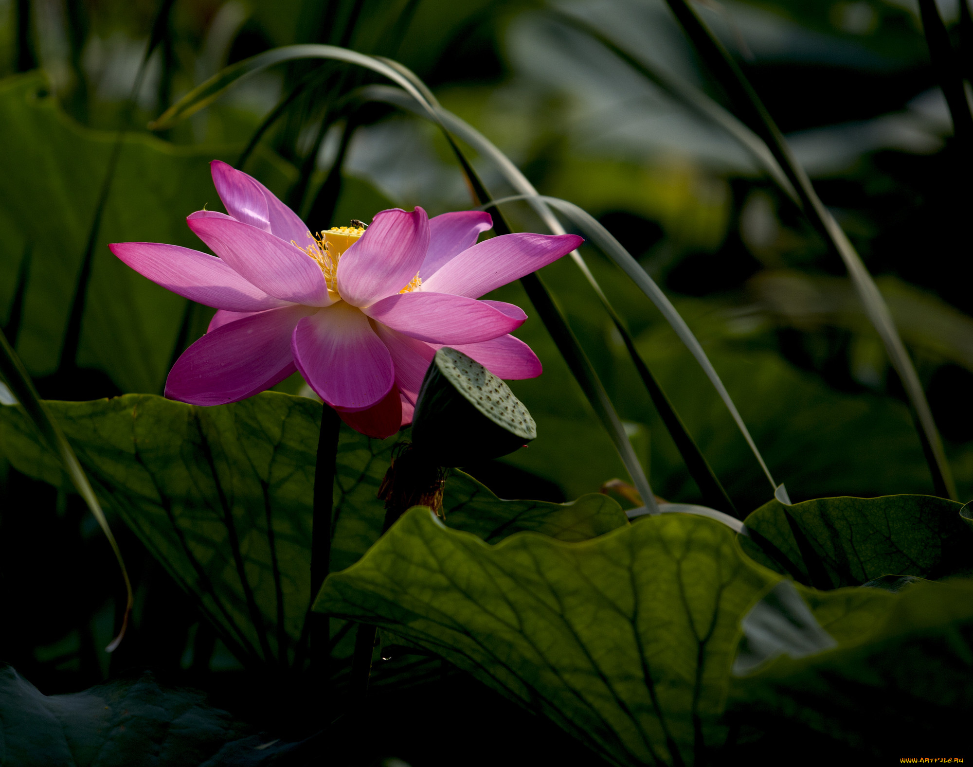 цветы, лотосы, лотос