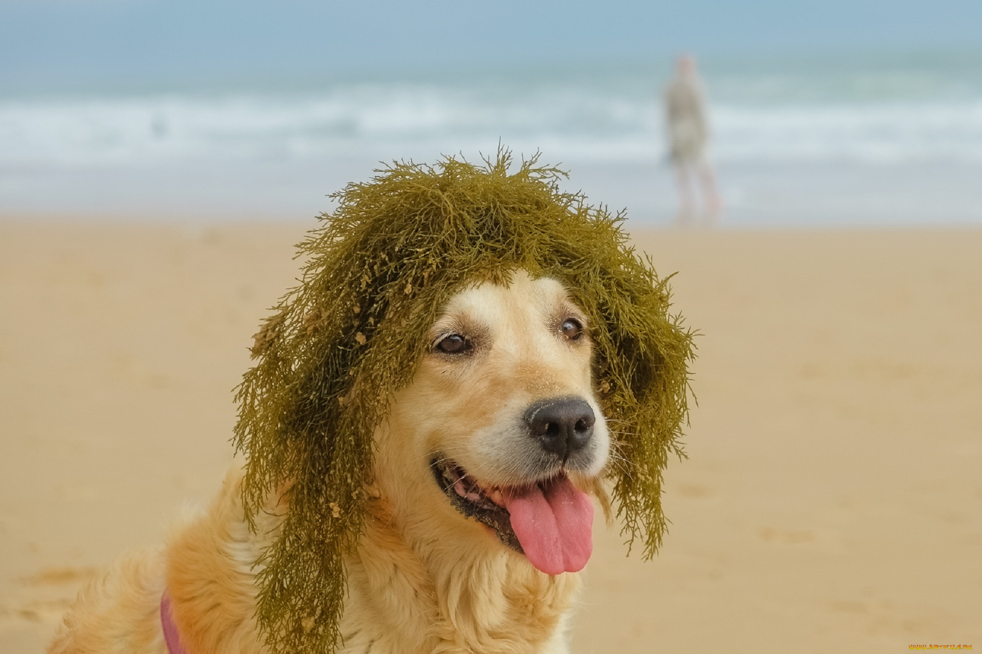 животные, собаки, собака, водоросли