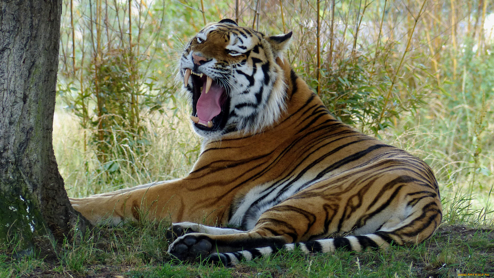 животные, тигры, тигр