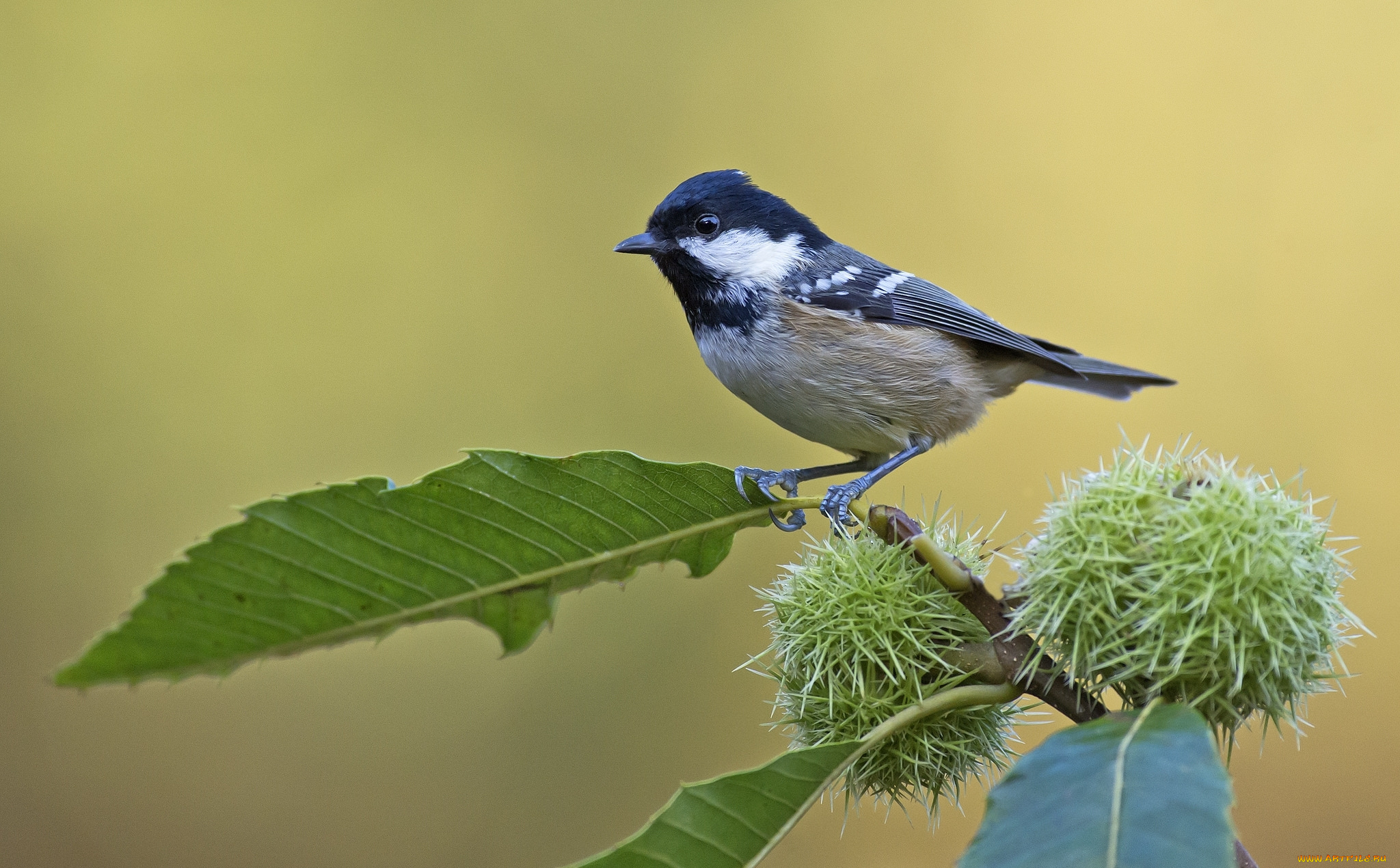 животные, синицы, , лазоревки, конский, каштан, синица, птица