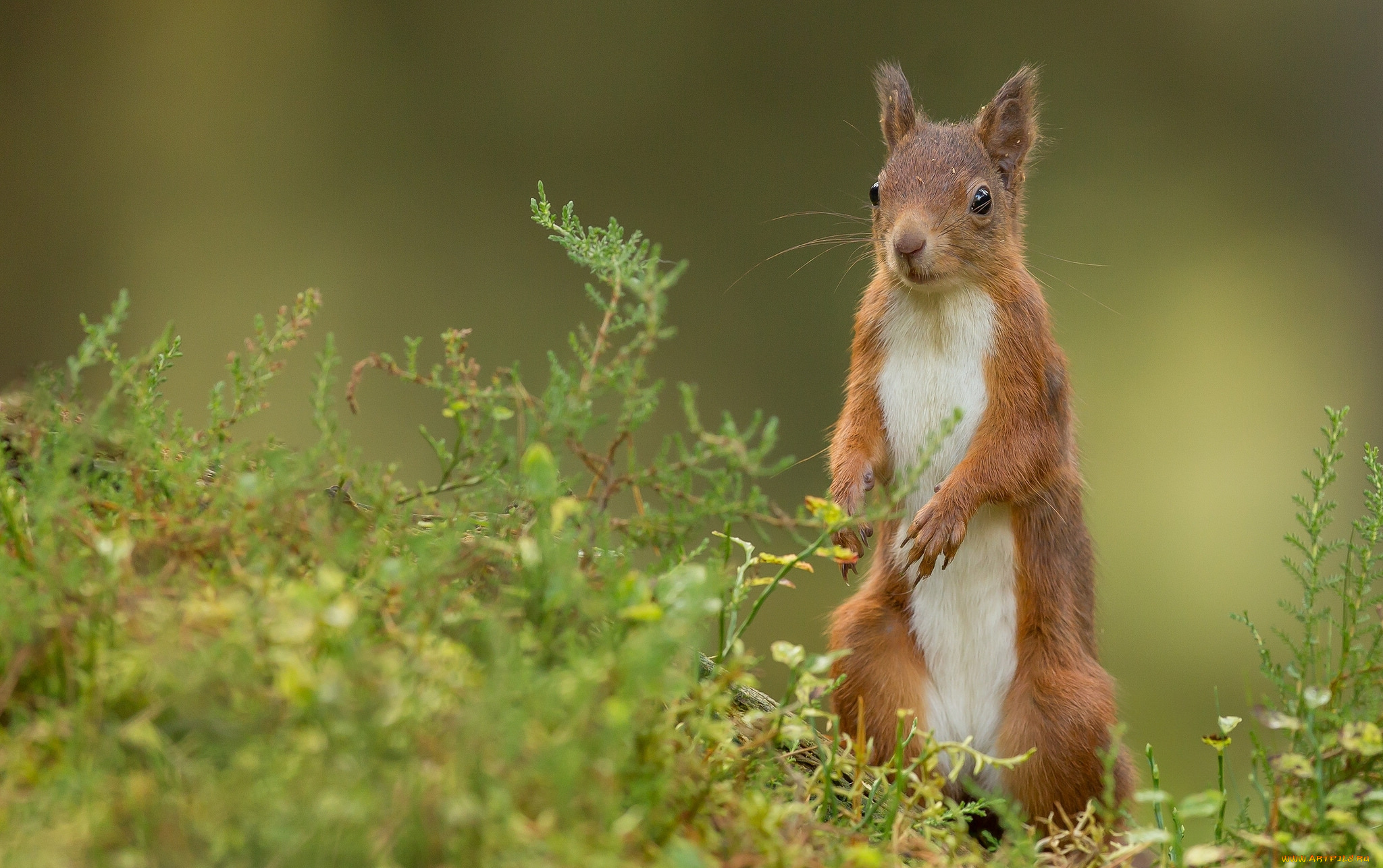 животные, белки, стойка, рыжая, белка