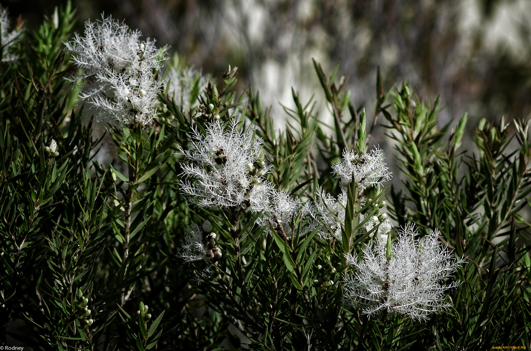 цветы, цветущие, деревья, , , кустарники, необычные, куст