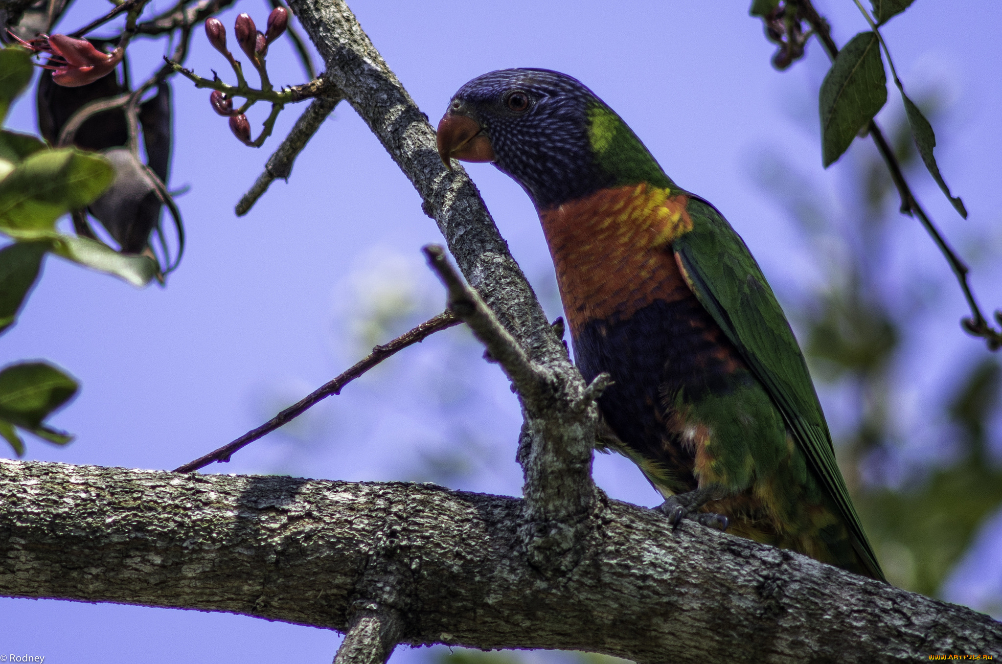 животные, попугаи, попугай, ветка