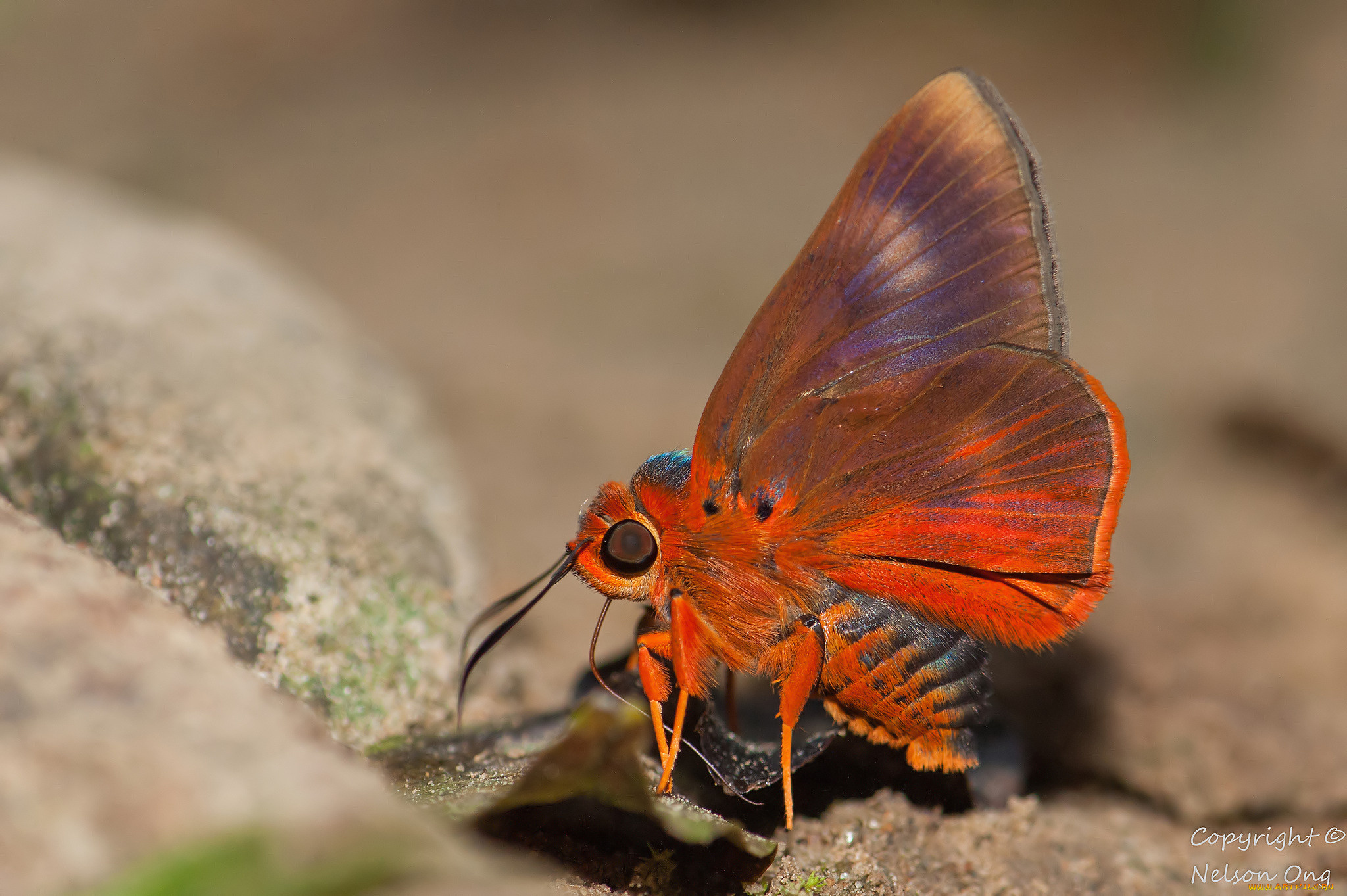 животные, бабочки, , мотыльки, , моли, бабочка, макро, фон, усики, крылья