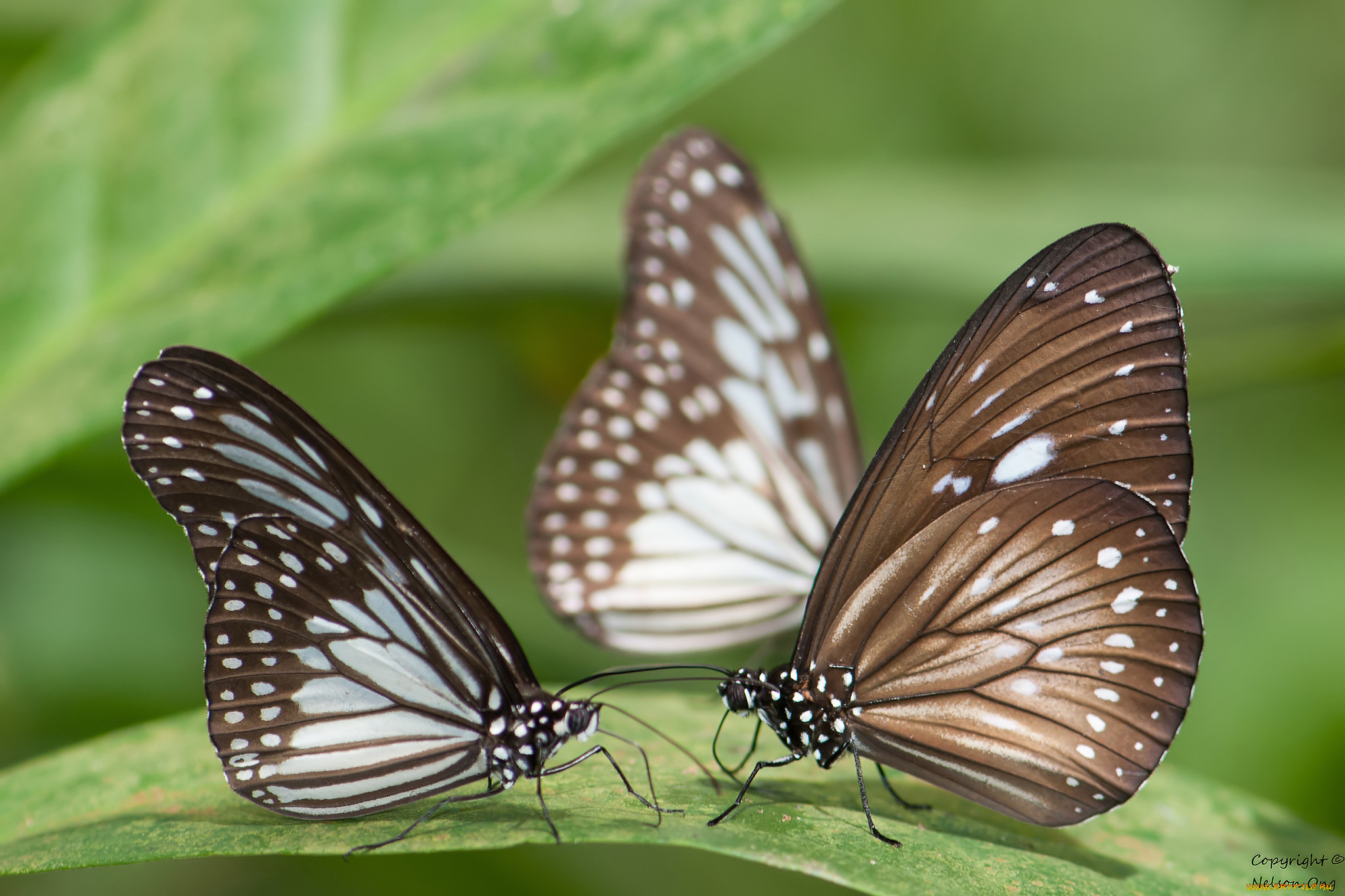 животные, бабочки, , мотыльки, , моли, бабочка, крылья, усики, фон, макро