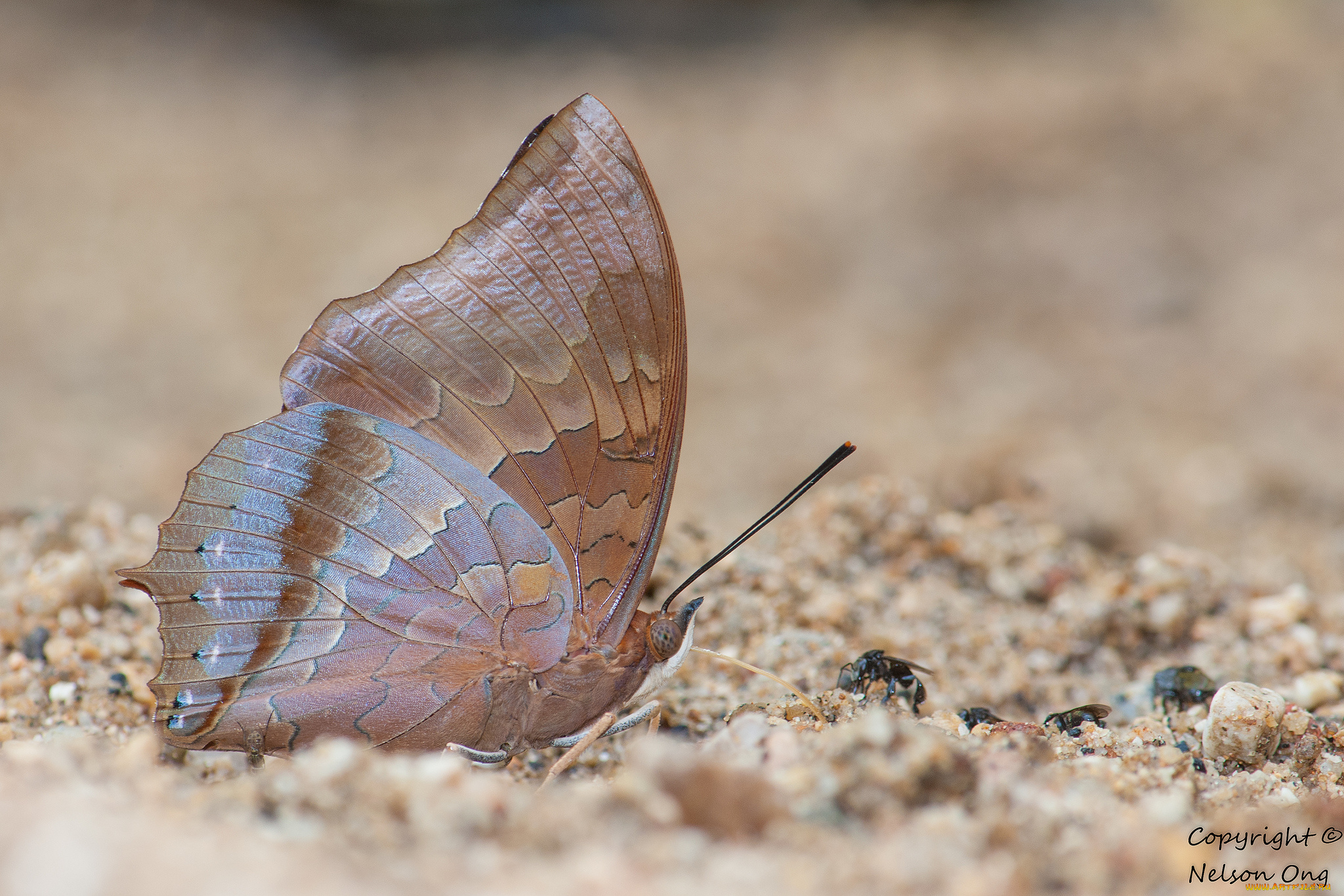 животные, бабочки, , мотыльки, , моли, фон, макро, усики, крылья, бабочка