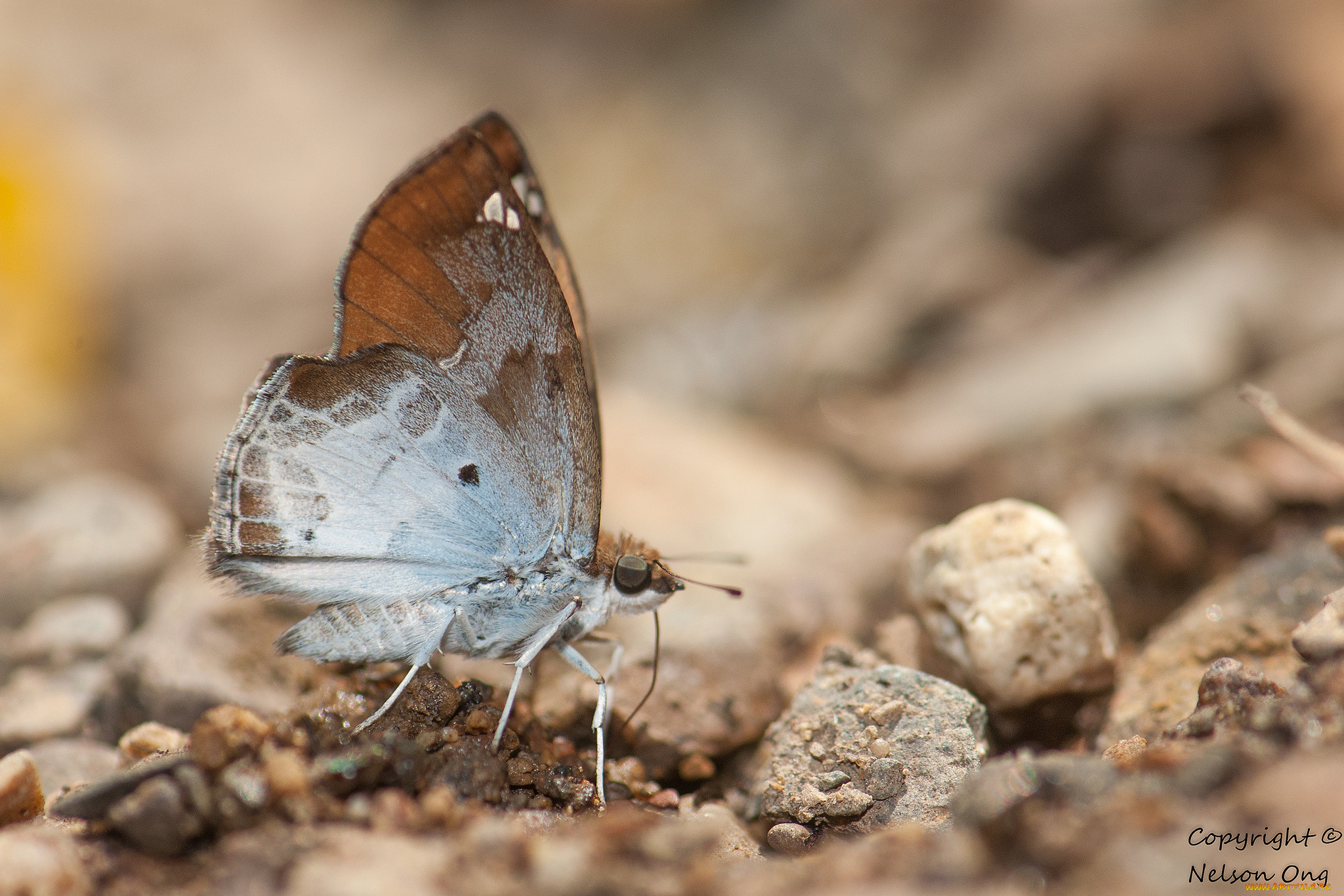 животные, бабочки, , мотыльки, , моли, крылья, усики, бабочка, макро, фон