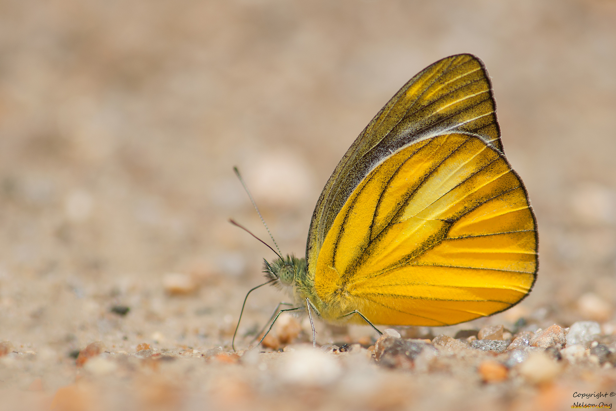 животные, бабочки, , мотыльки, , моли, усики, крылья, бабочка, макро, фон