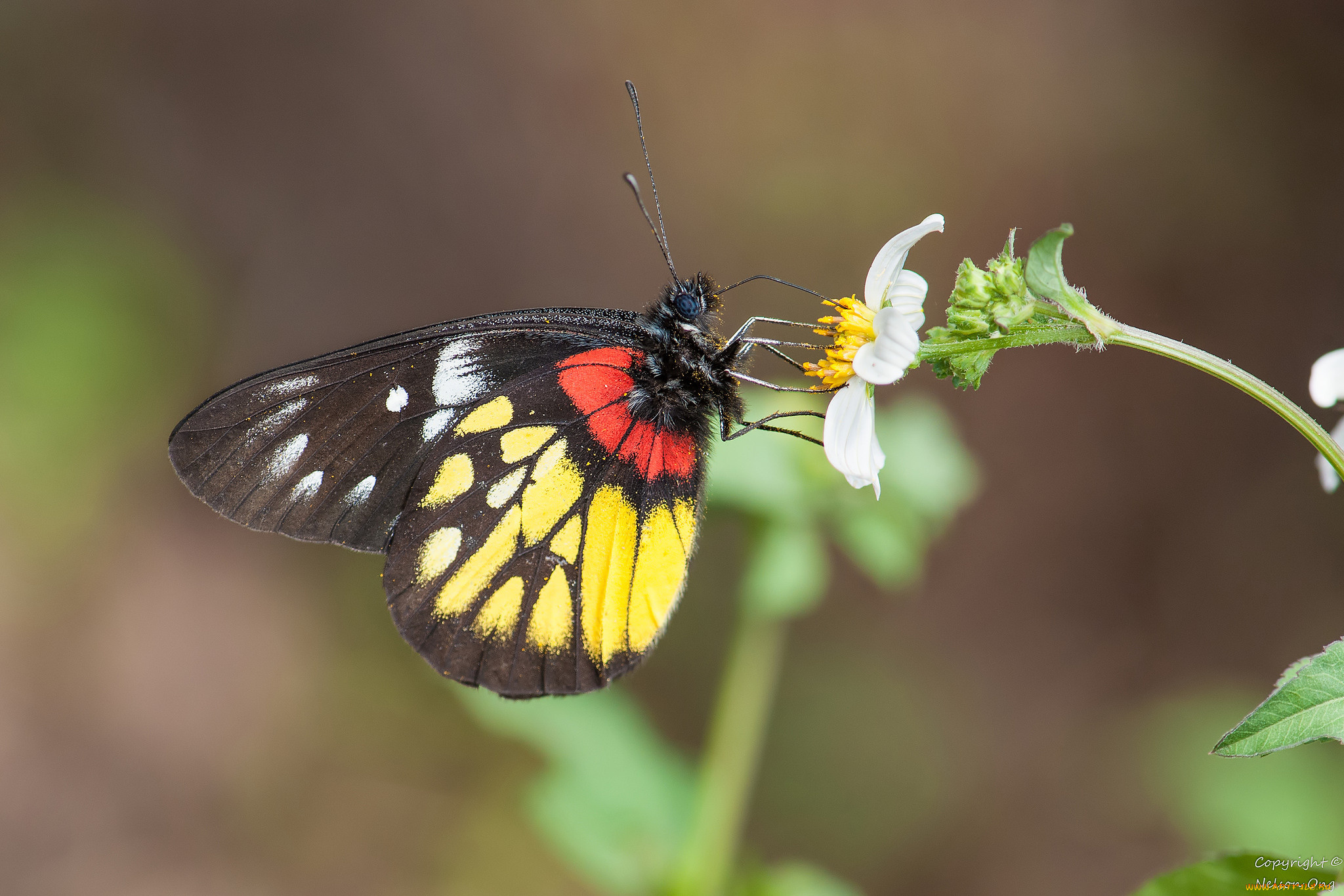 животные, бабочки, , мотыльки, , моли, усики, крылья, бабочка, макро, фон