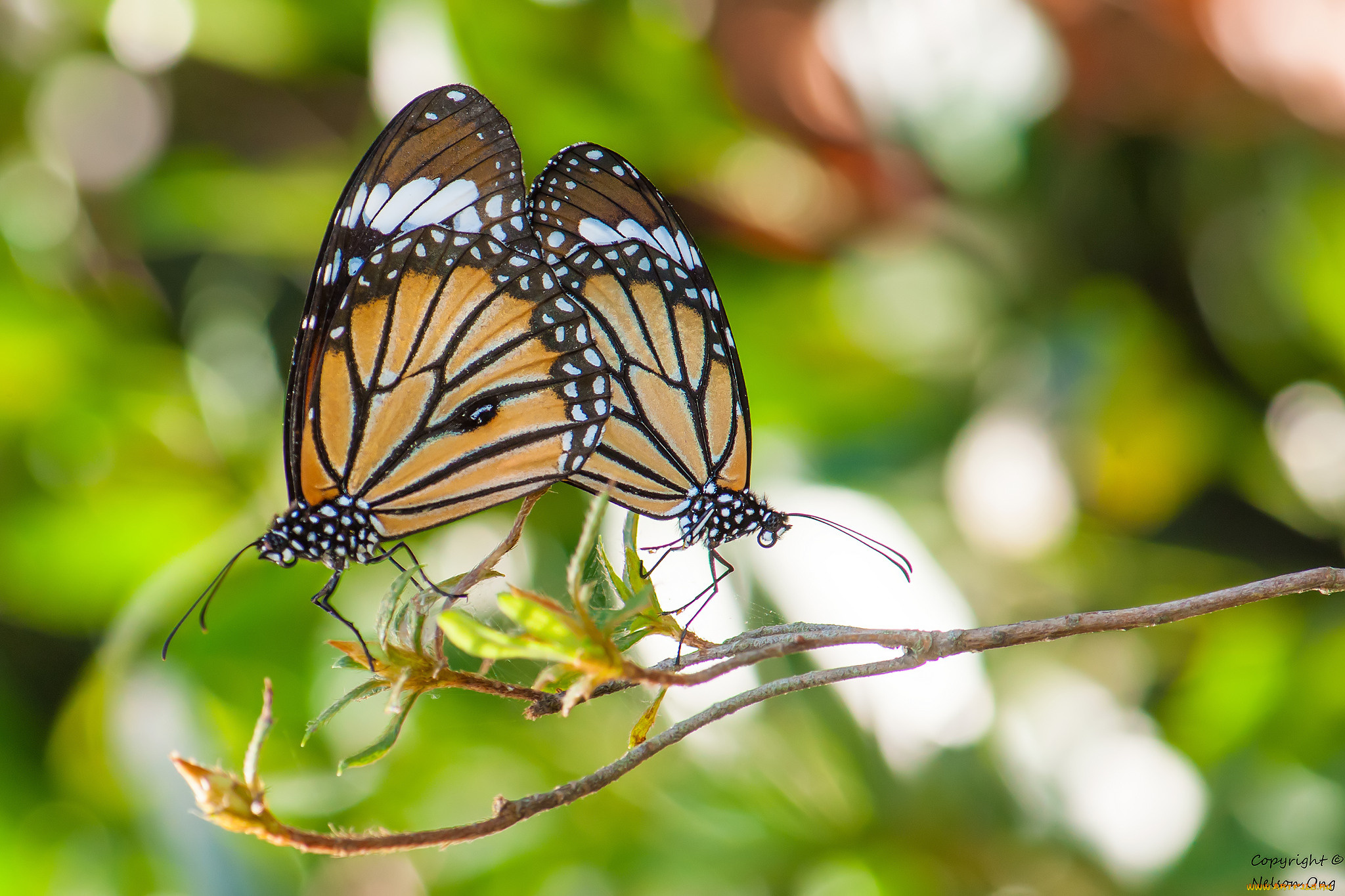 животные, бабочки, , мотыльки, , моли, усики, крылья, бабочка, фон, макро