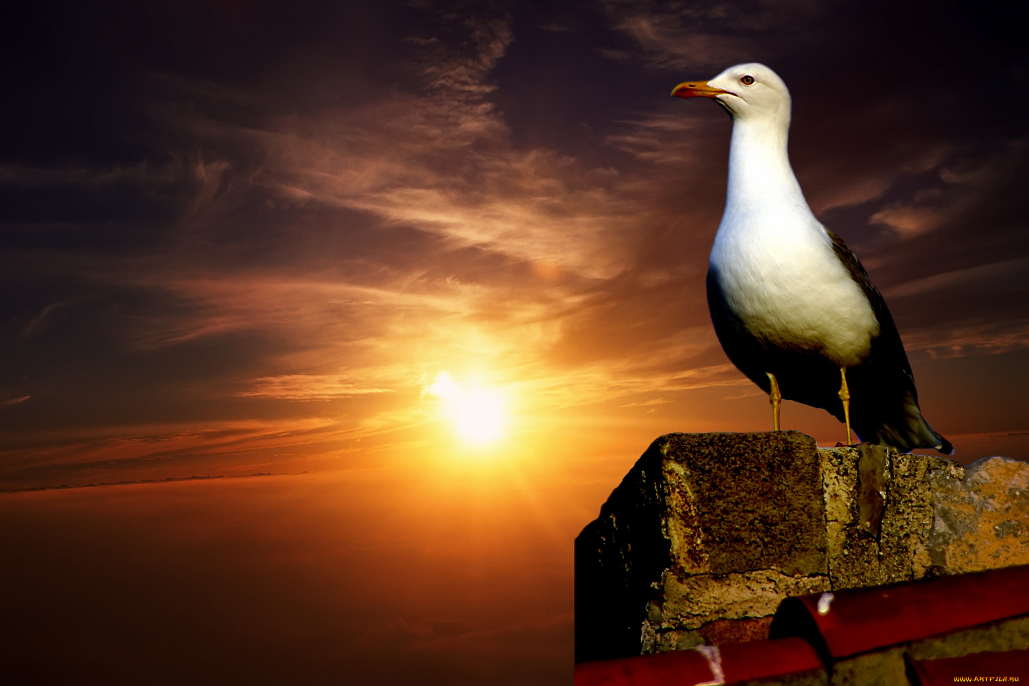 животные, Чайки, , бакланы, , крачки, чайка