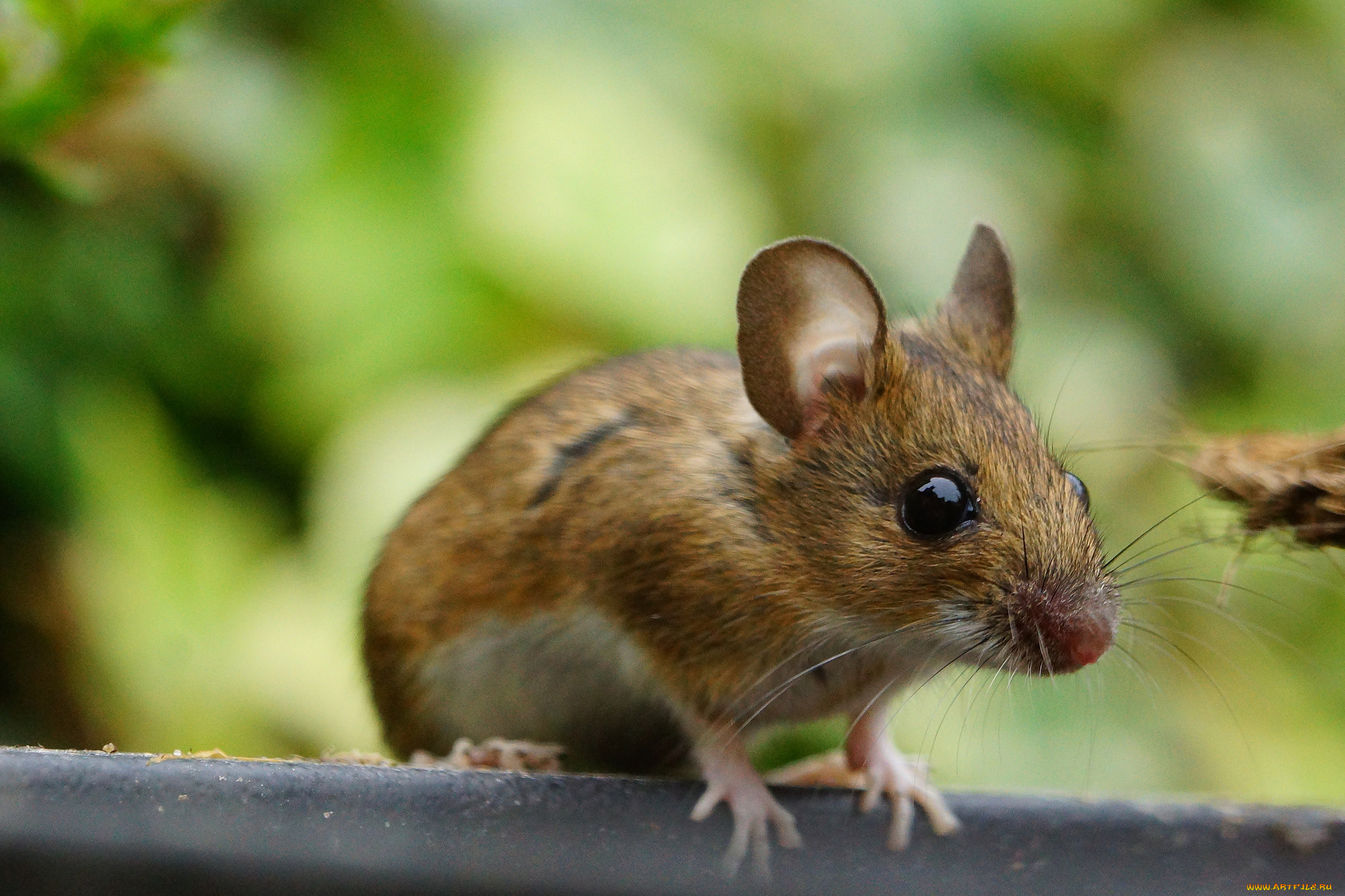 животные, крысы, , мыши, мышка
