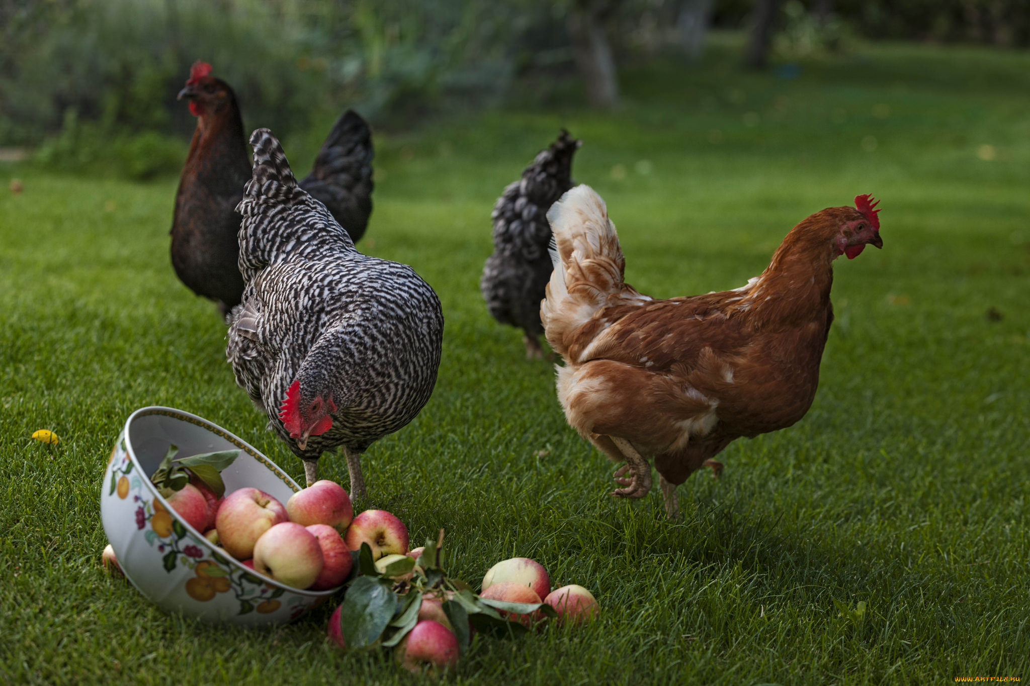 животные, куры, , петухи, яблоки