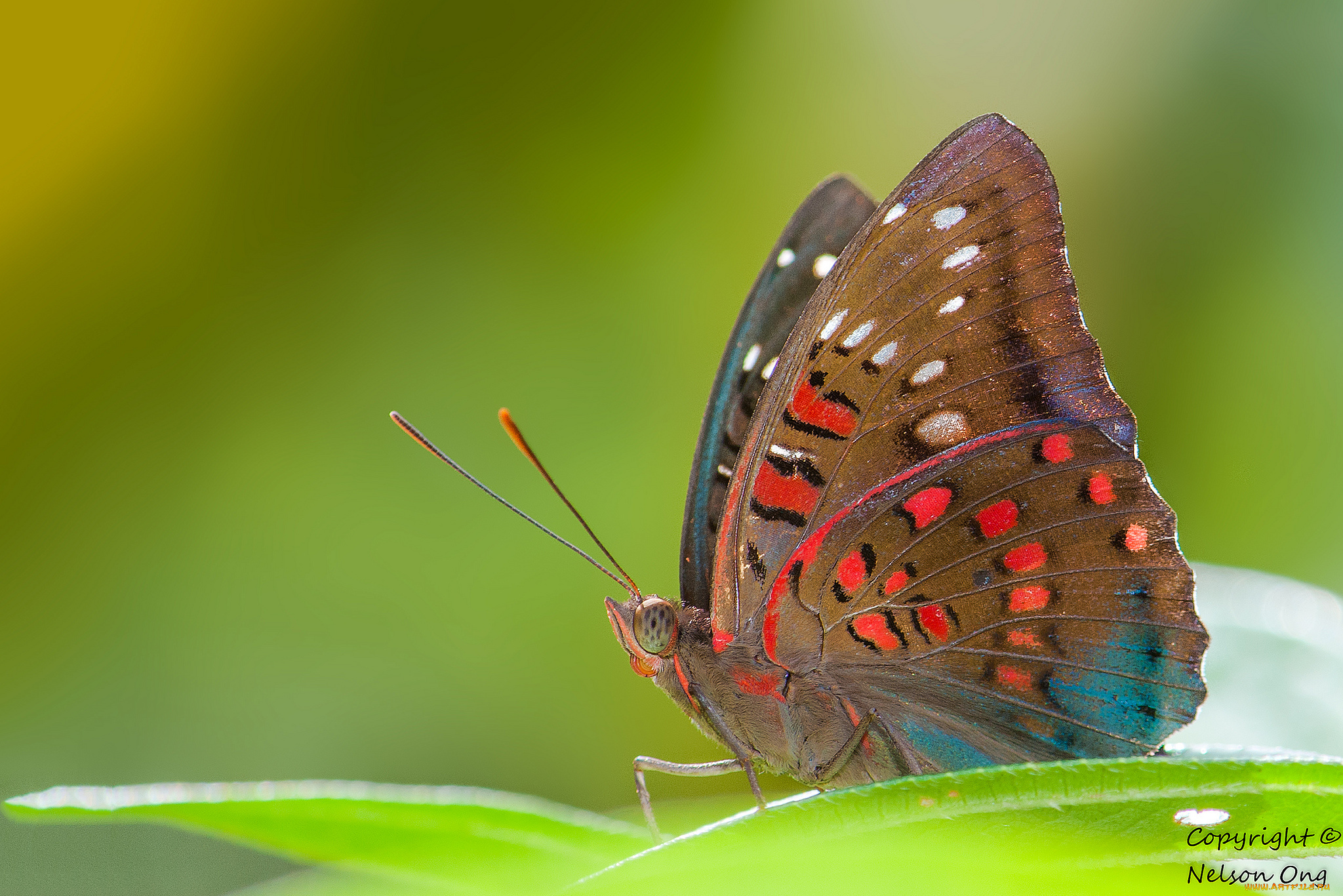 животные, бабочки, , мотыльки, , моли, усики, крылья, бабочка, макро, фон