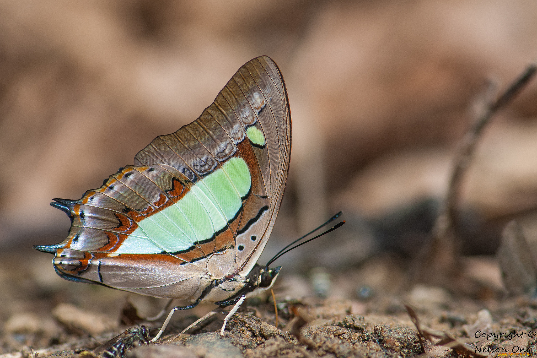животные, бабочки, , мотыльки, , моли, усики, крылья, бабочка, макро, фон