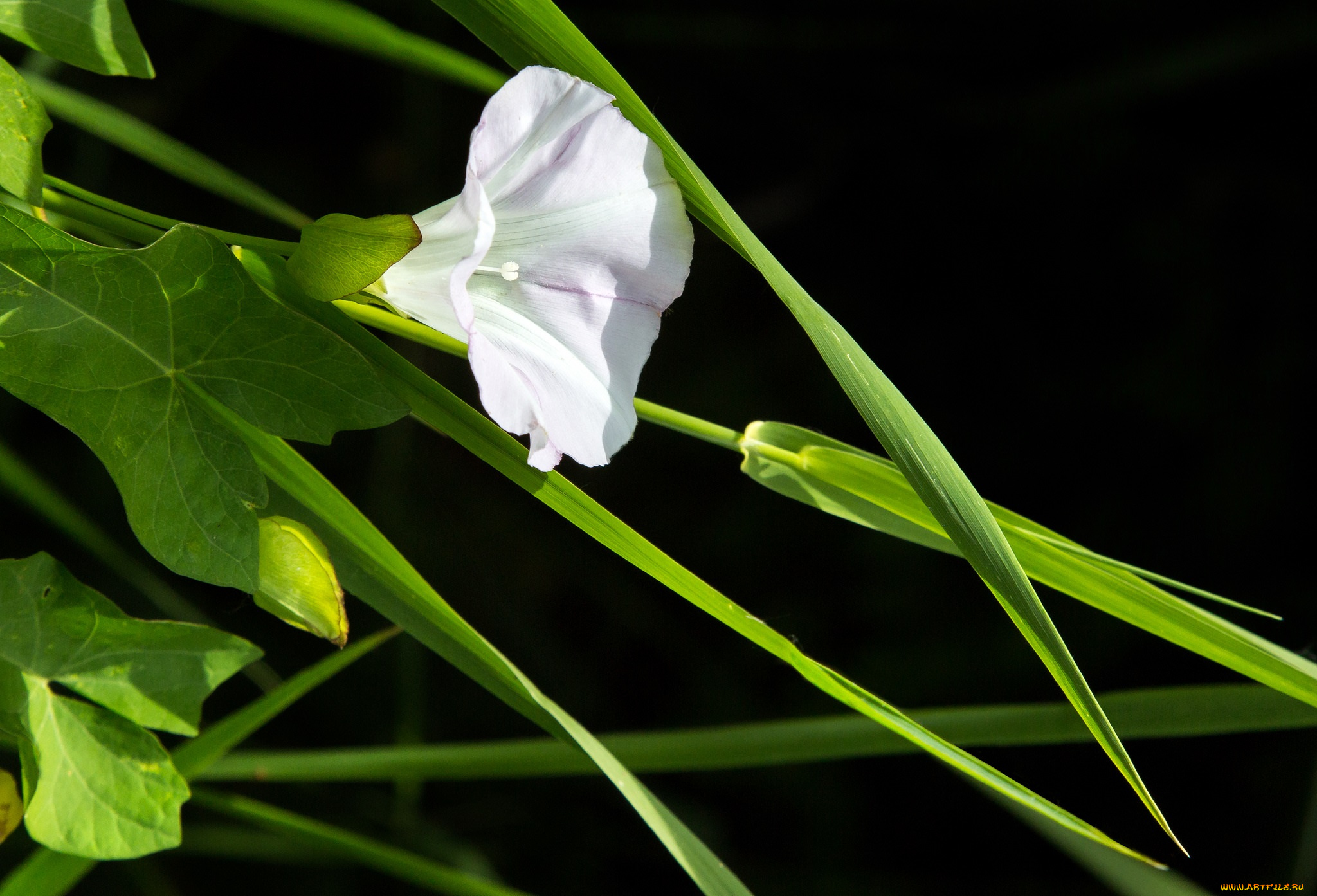 цветы, вьюнки, , ипомеи, белый, дикий, трава, вьюнок