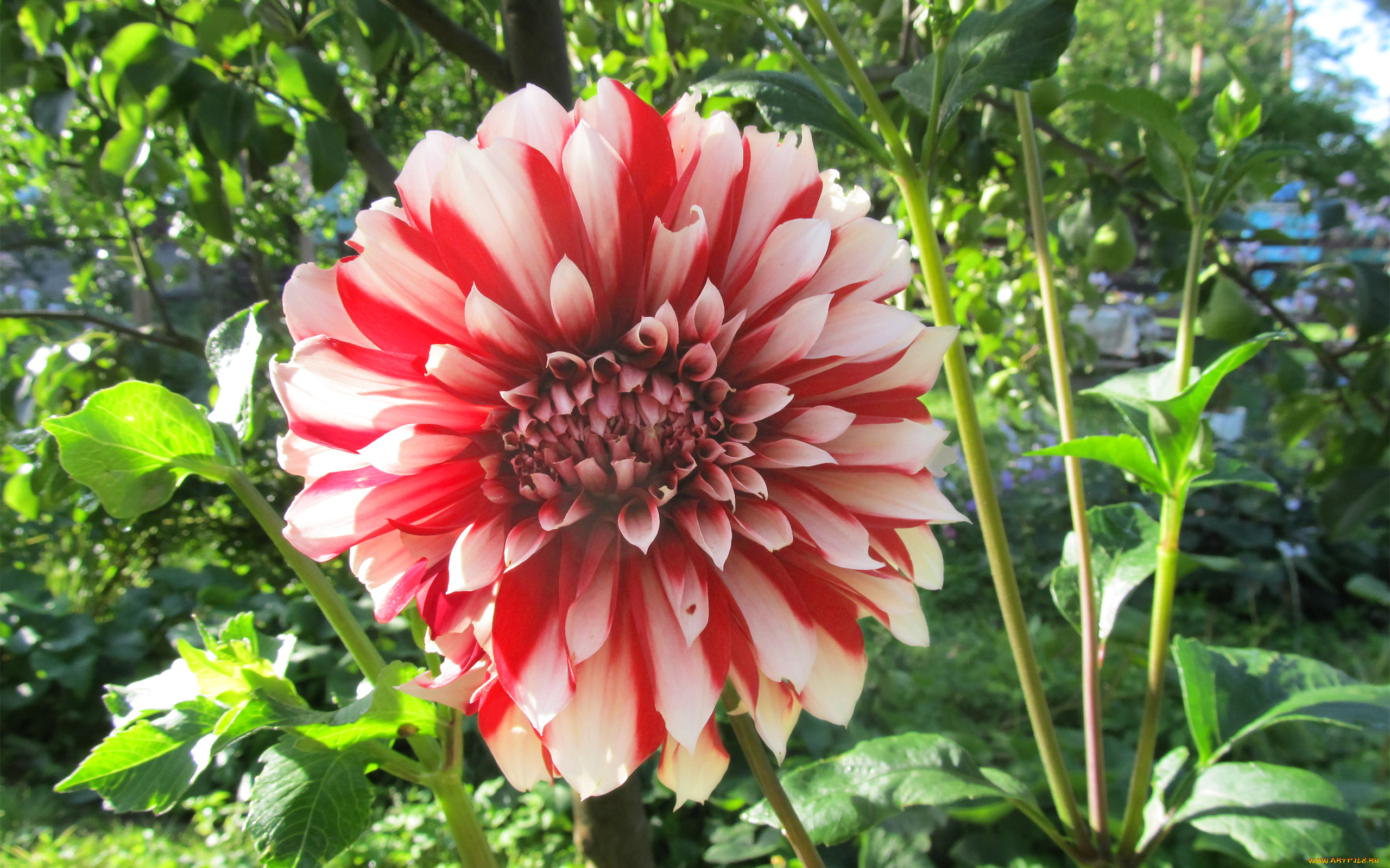 цветы, георгины, цветок, садовый, георгин