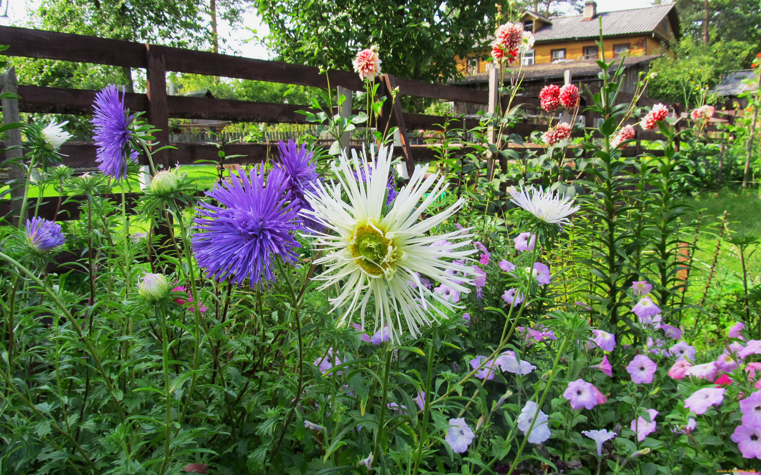 цветы, разные, вместе, сиреневая, белая, астра