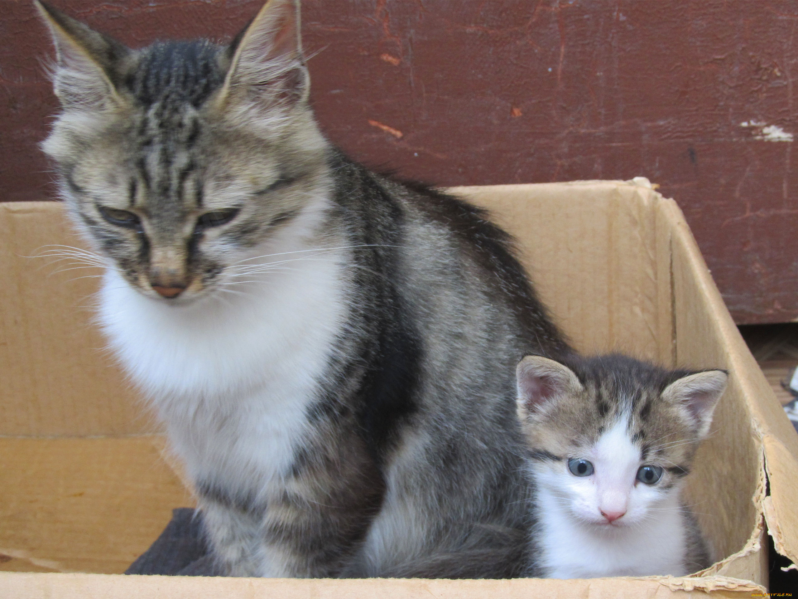 животные, коты, кошка, котенок, взгляд