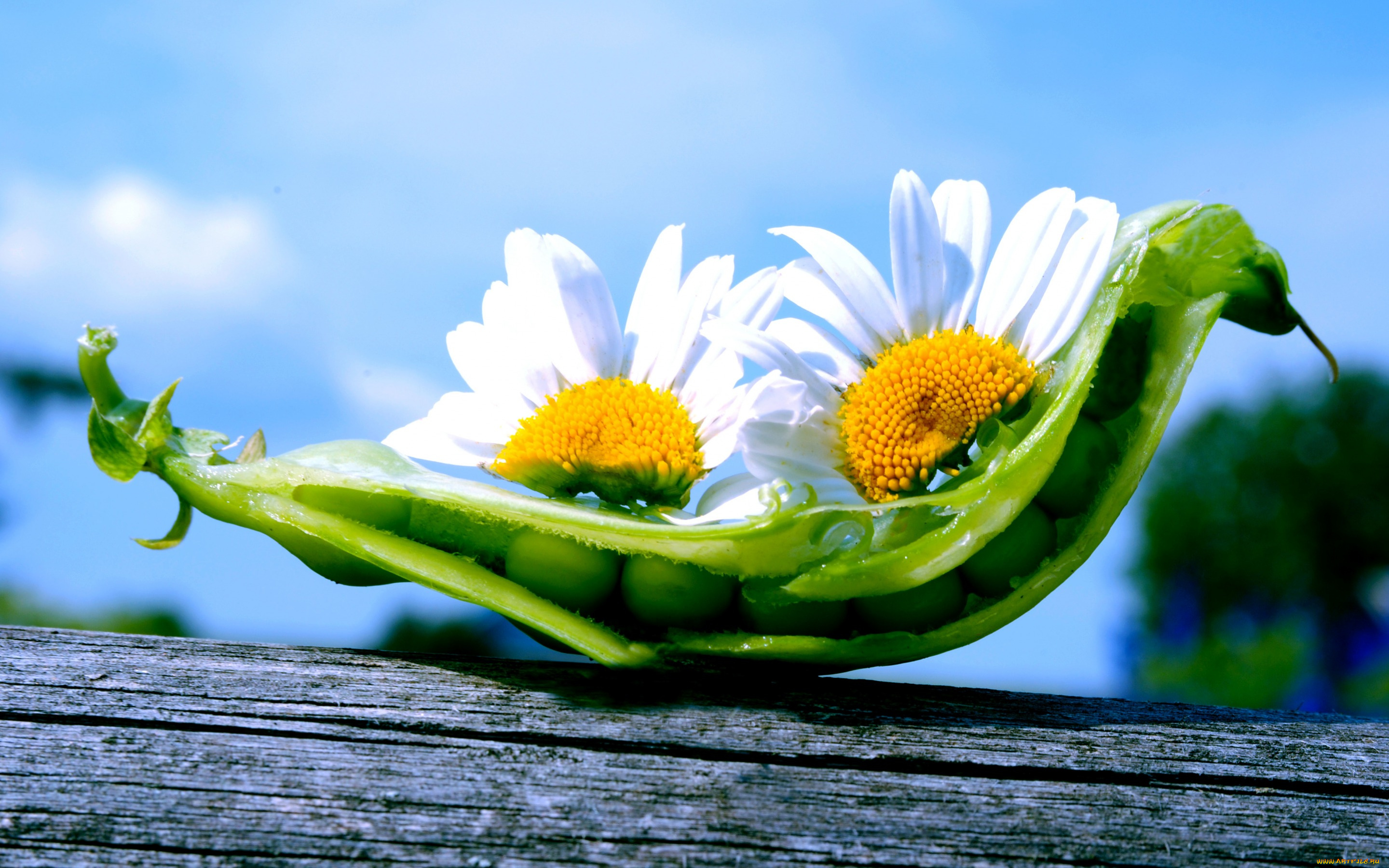 цветы, ромашки, природа, горох, небо, стручок, горошины