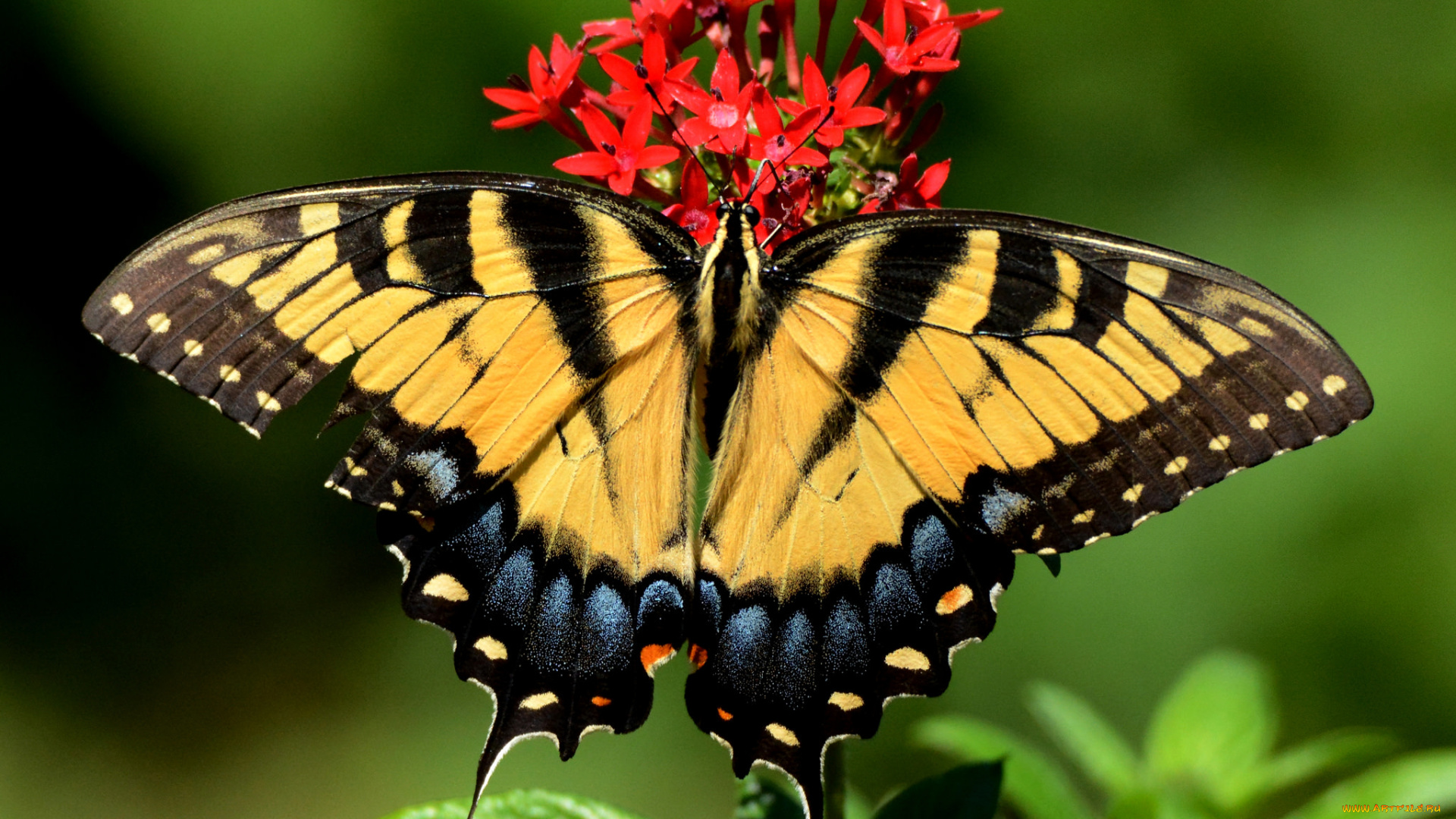 животные, бабочки, , мотыльки, , моли, бабочка