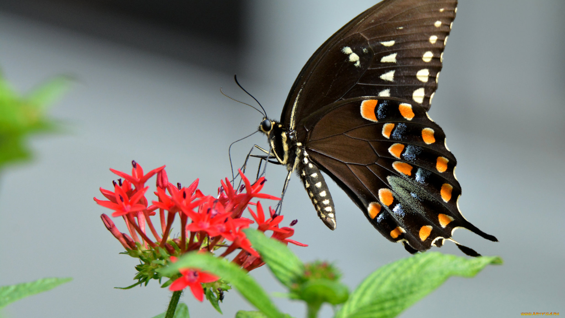 животные, бабочки, , мотыльки, , моли, бабочка