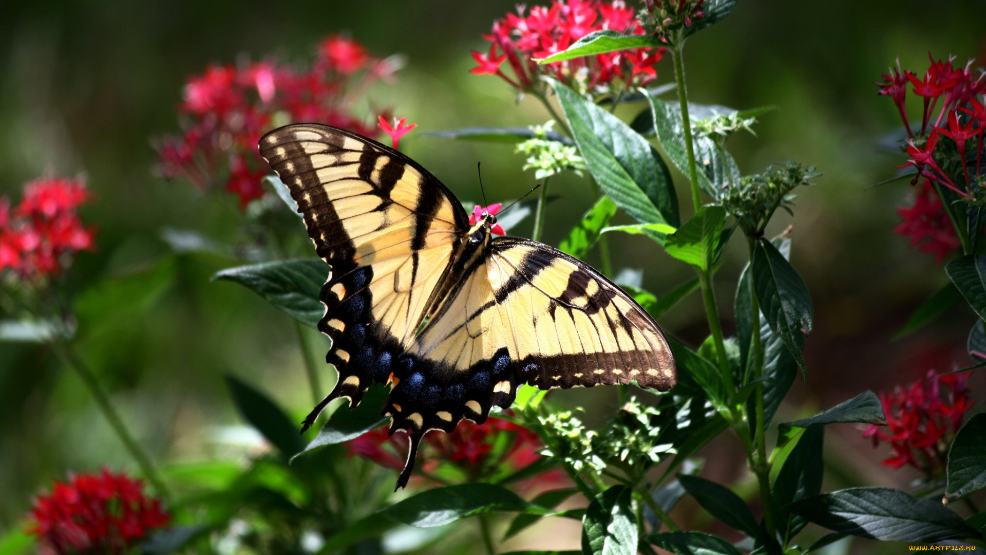 животные, бабочки, , мотыльки, , моли, бабочка