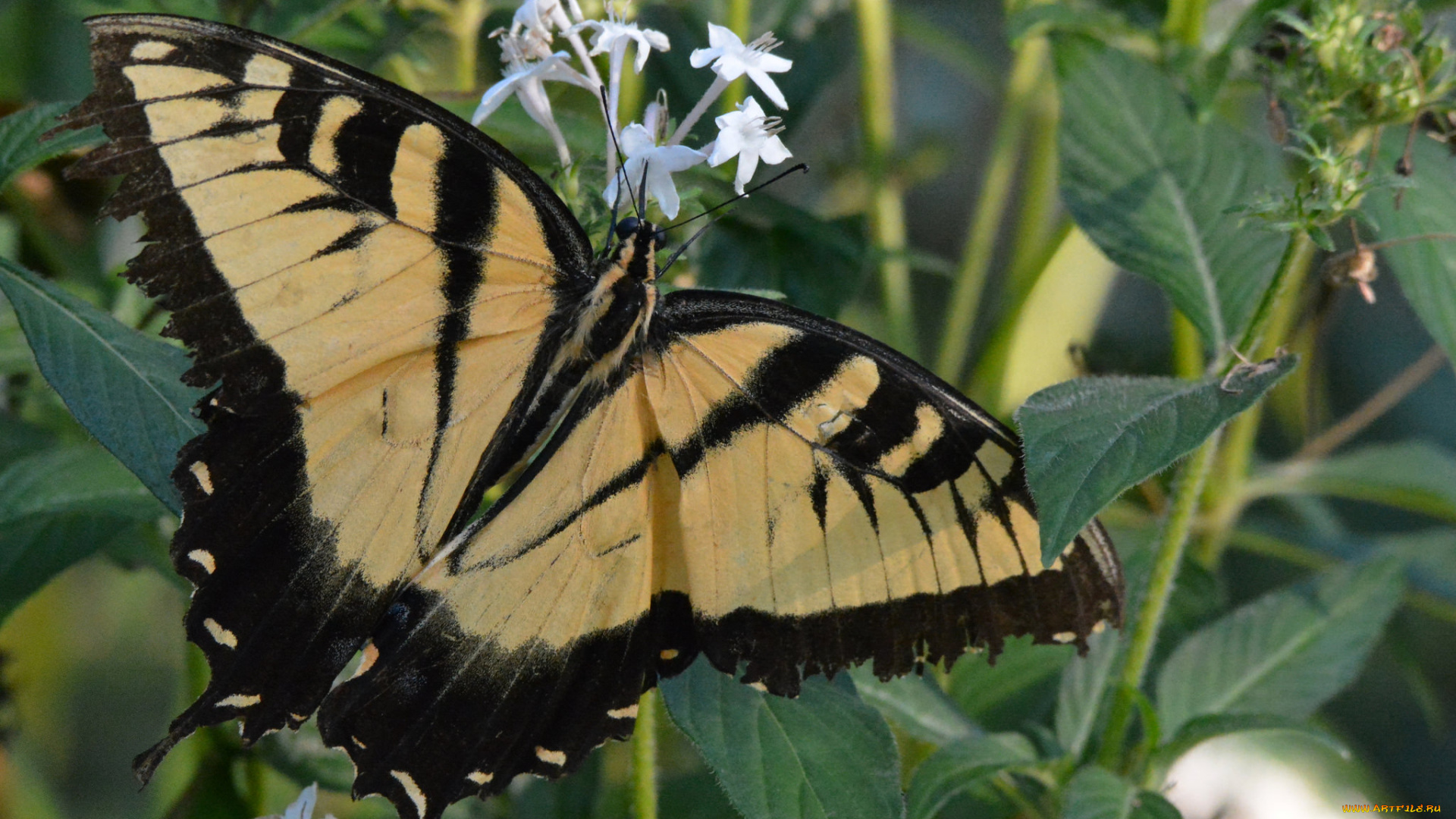 животные, бабочки, , мотыльки, , моли, бабочка