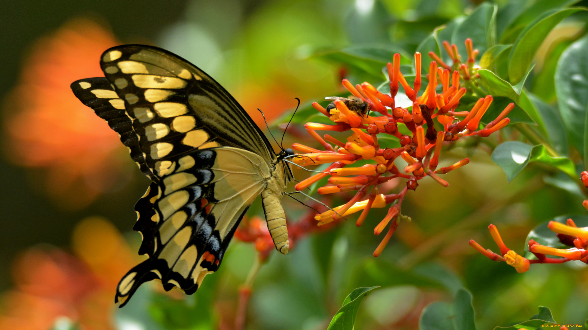 животные, бабочки, , мотыльки, , моли, бабочка