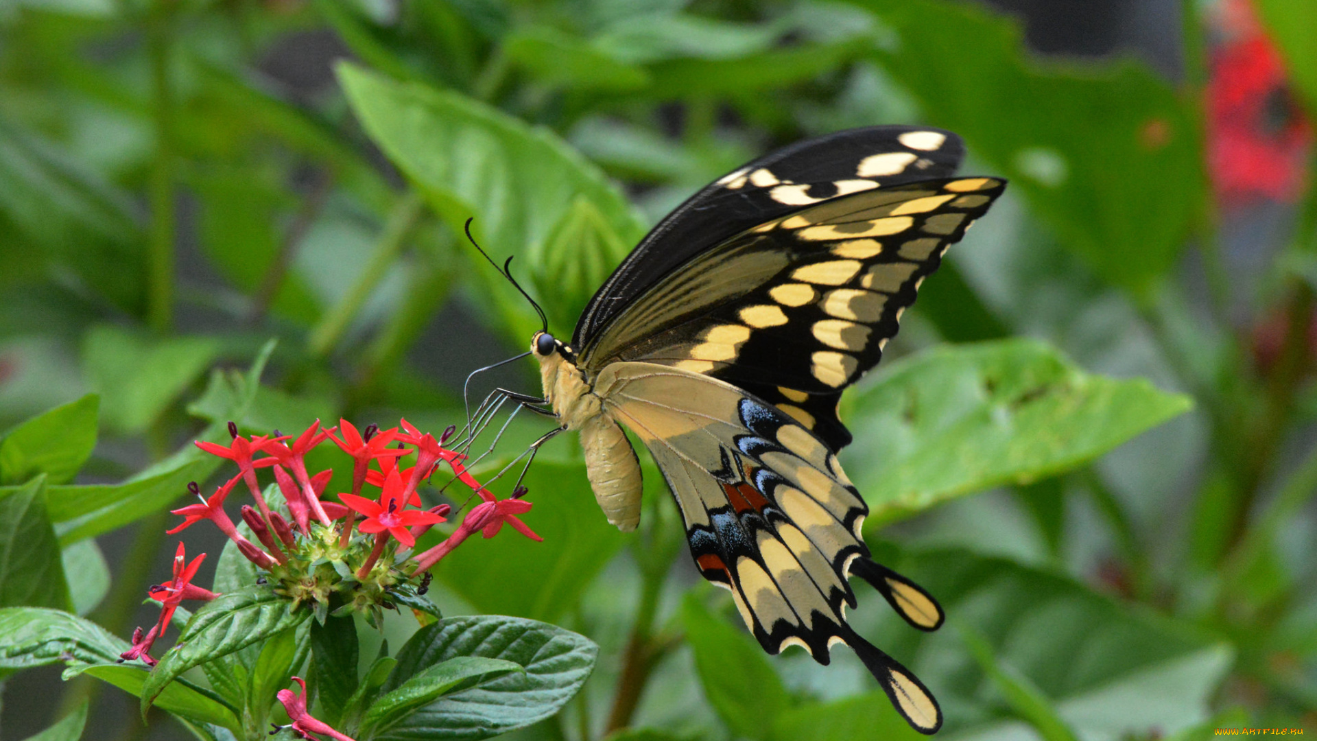 животные, бабочки, , мотыльки, , моли, бабочка