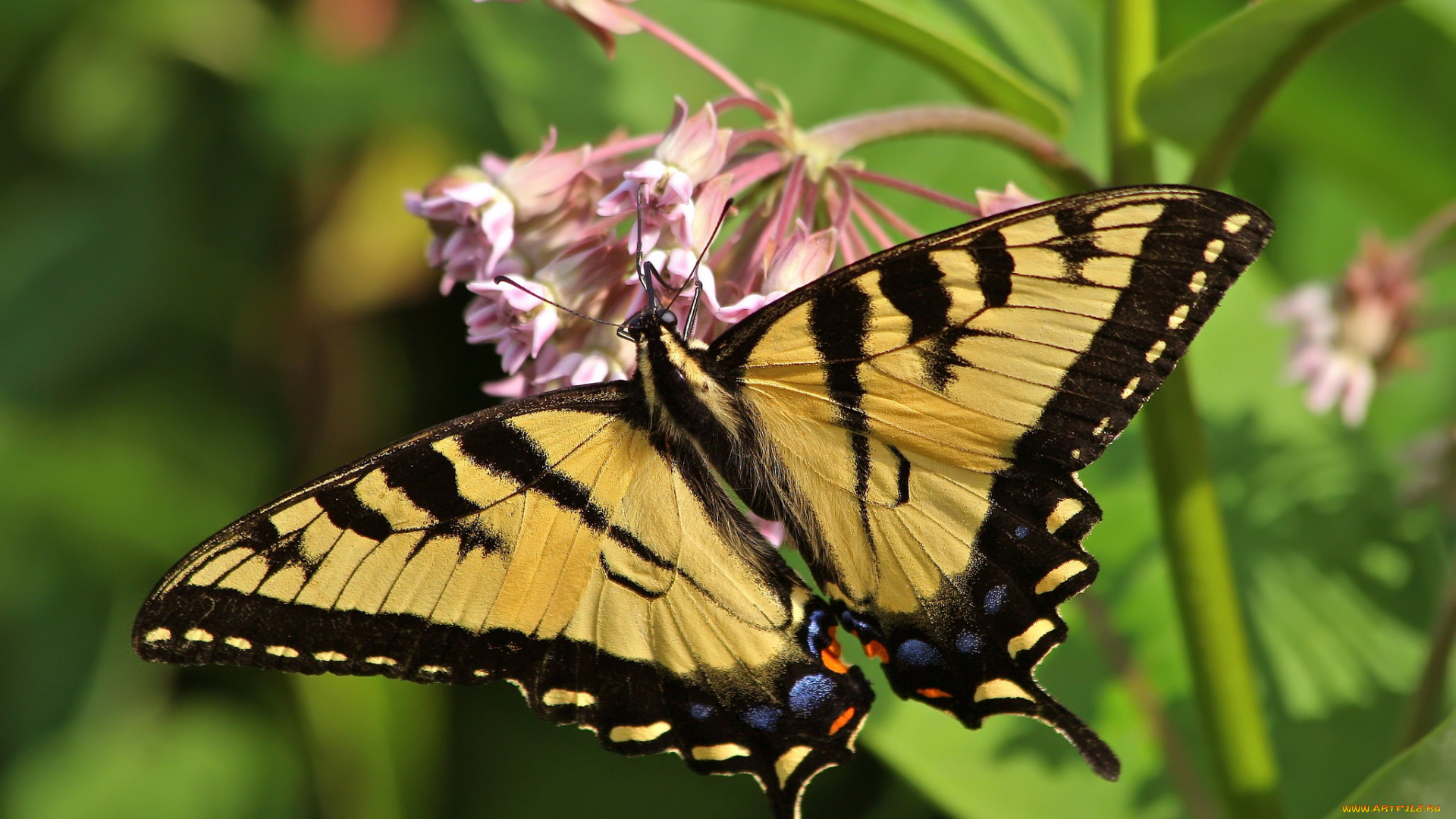 животные, бабочки, , мотыльки, , моли, бабочка