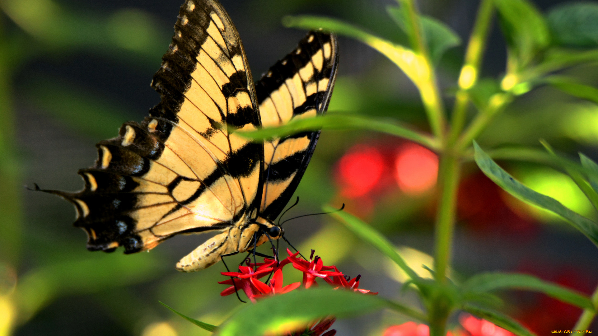 животные, бабочки, , мотыльки, , моли, бабочка