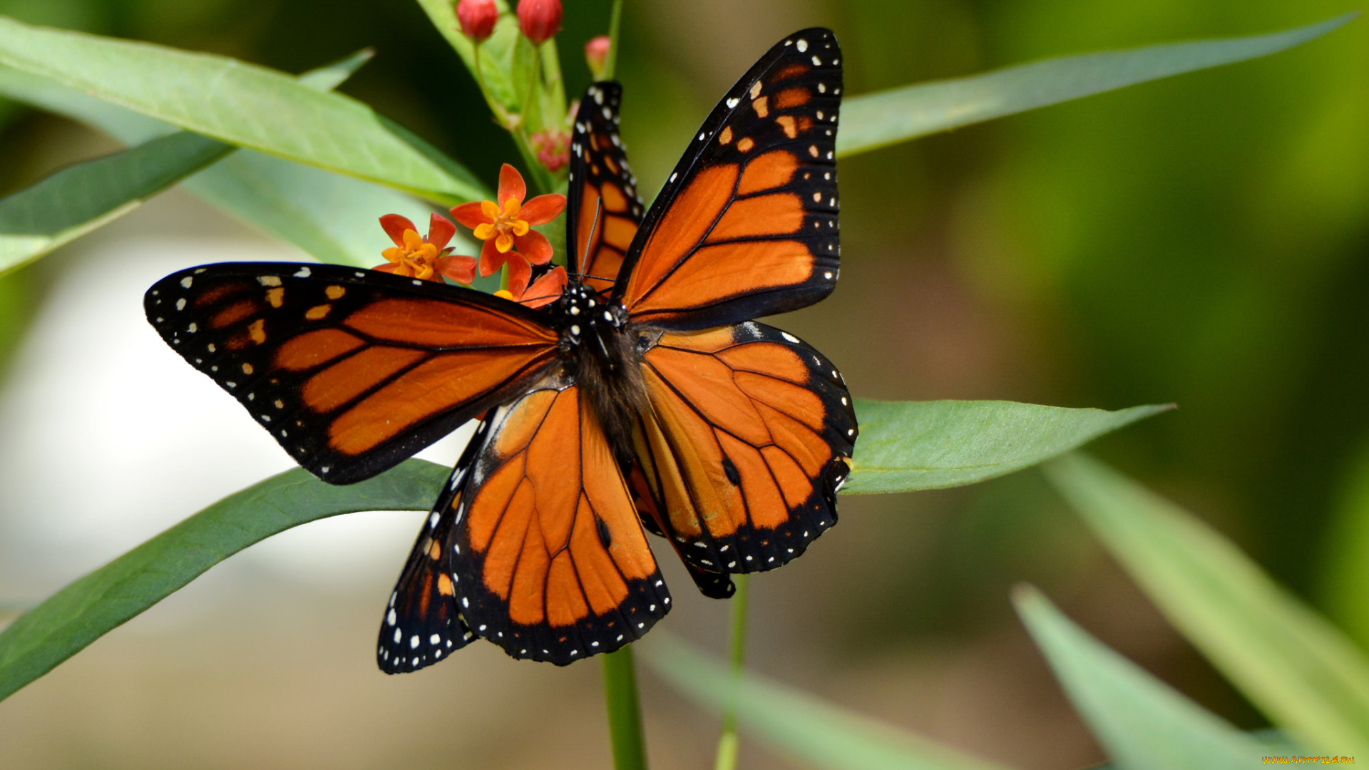 животные, бабочки, , мотыльки, , моли, бабочка