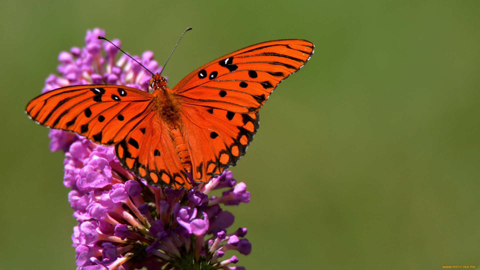 животные, бабочки, , мотыльки, , моли, бабочка