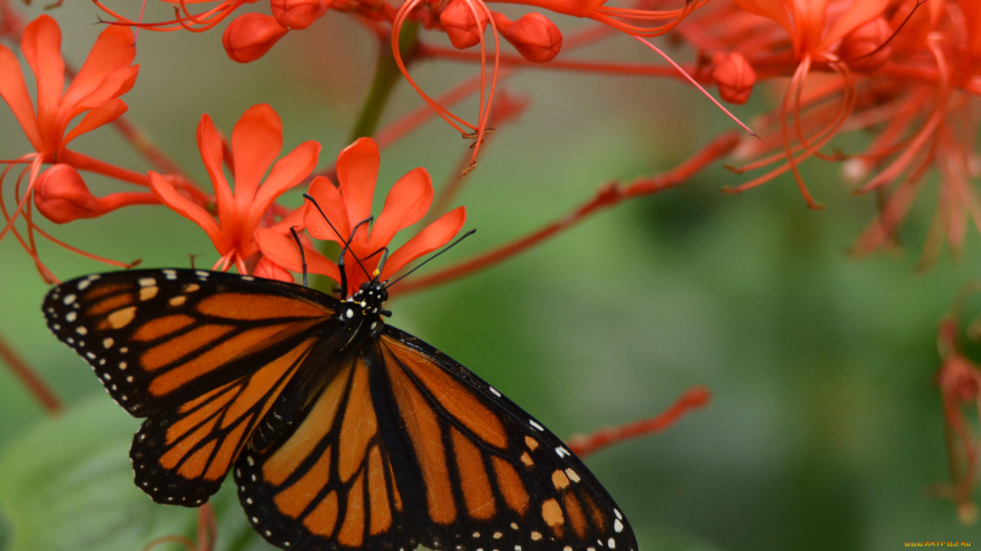 животные, бабочки, , мотыльки, , моли, бабочка