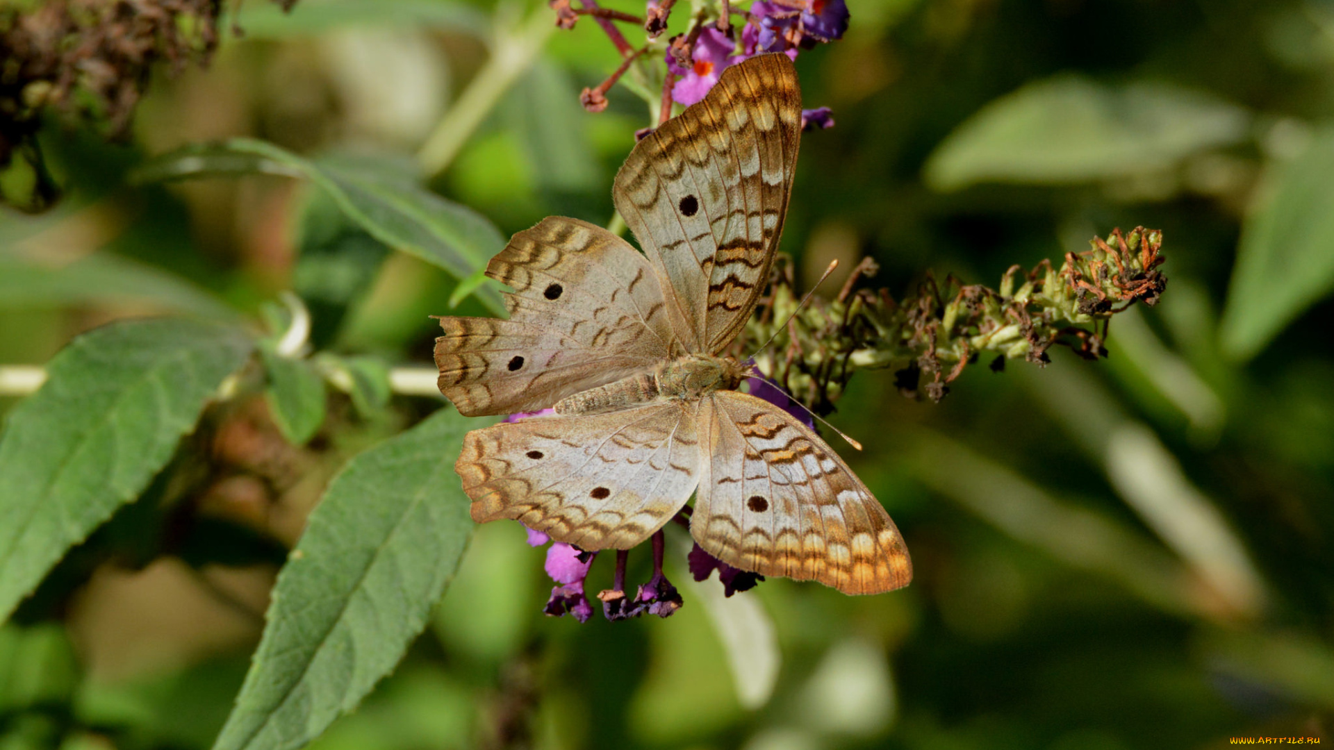 животные, бабочки, , мотыльки, , моли, бабочка