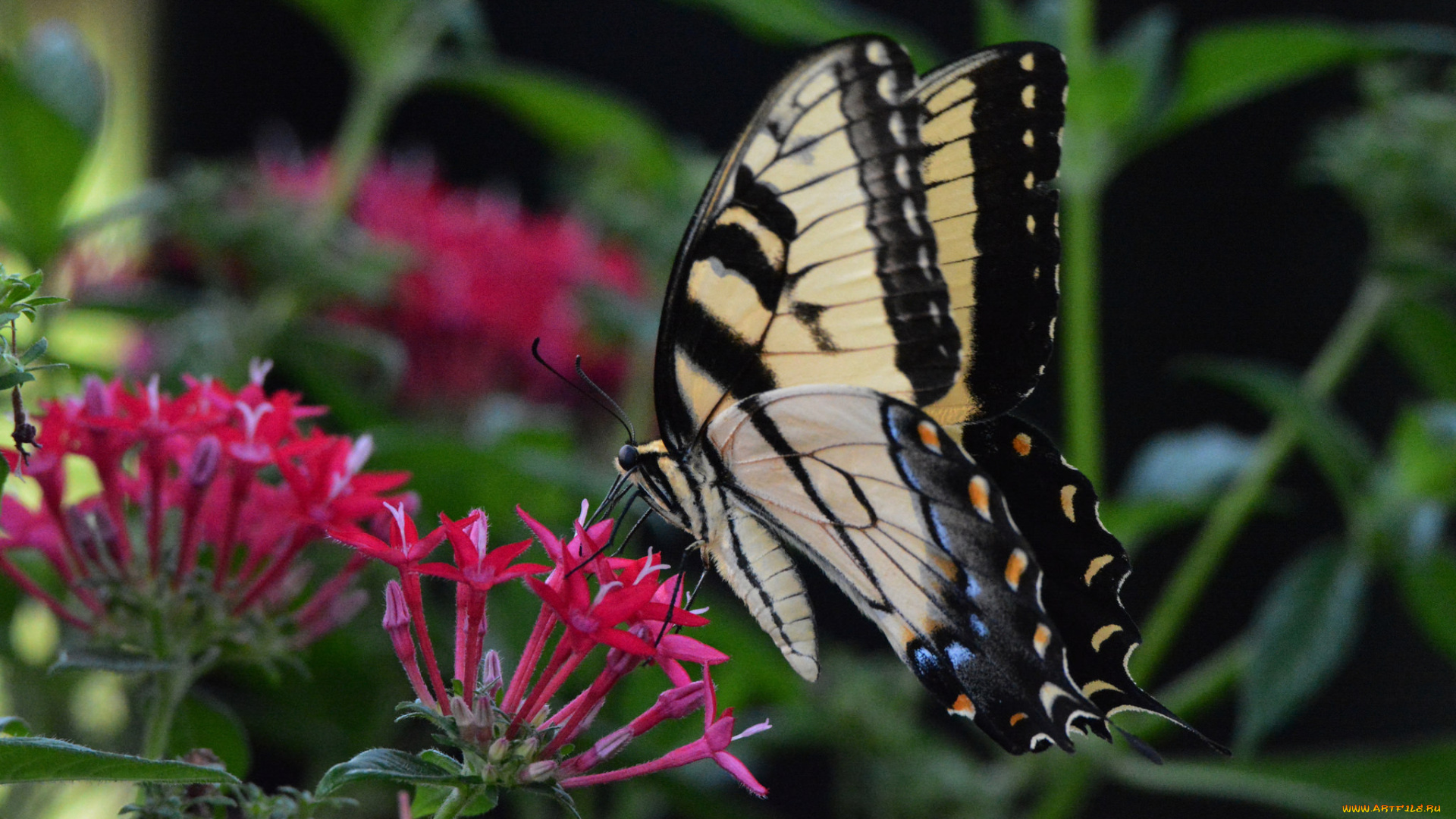 животные, бабочки, , мотыльки, , моли, бабочка