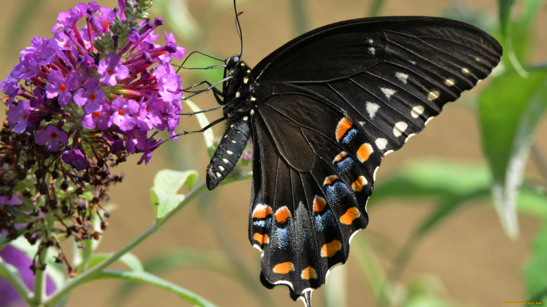 животные, бабочки, , мотыльки, , моли, бабочка