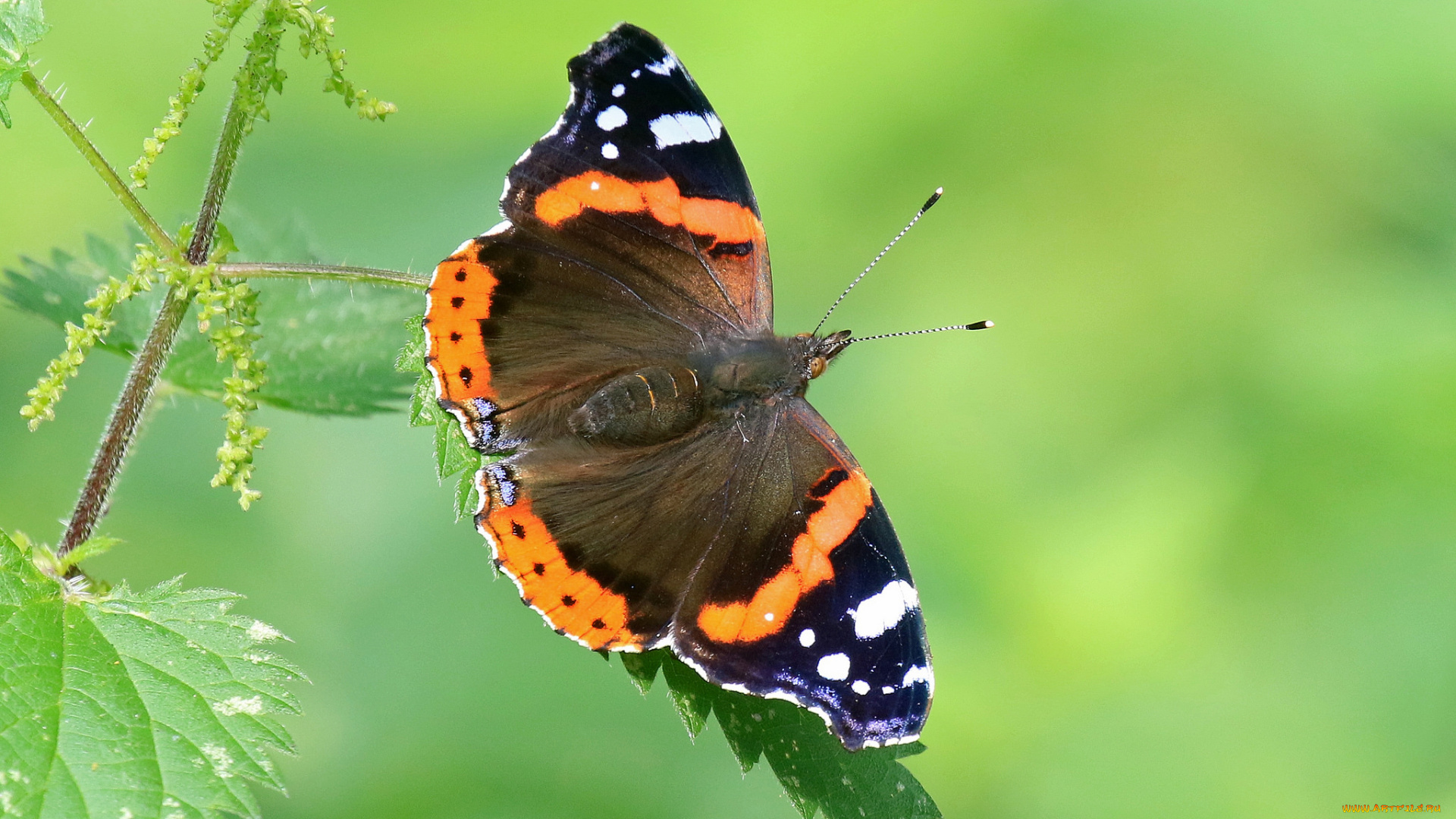 животные, бабочки, , мотыльки, , моли, бабочка