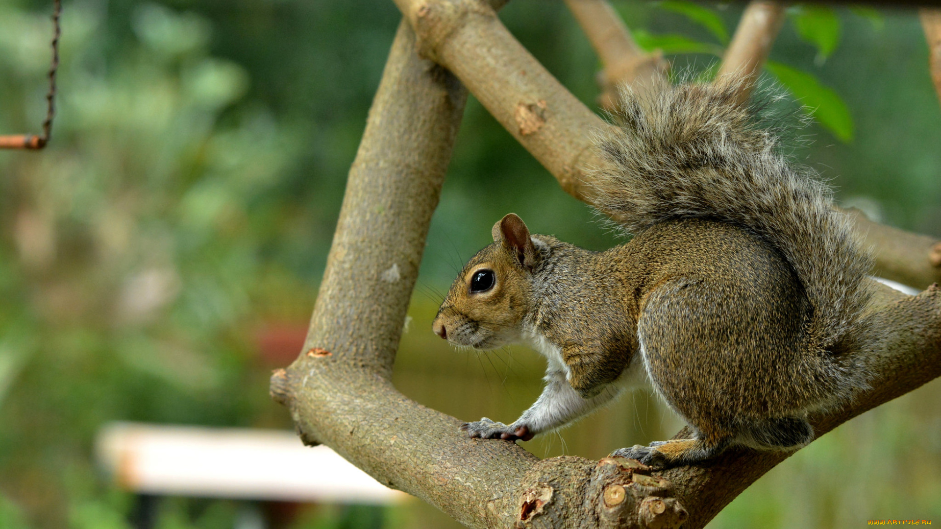 животные, белки, белка