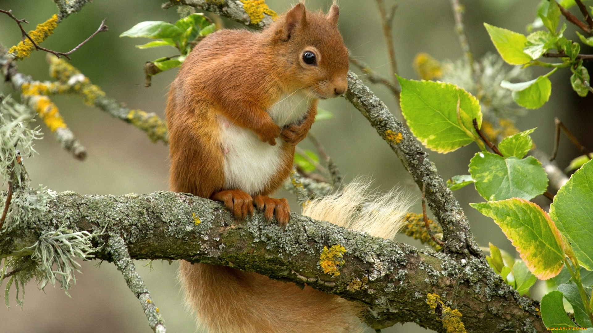 животные, белки, зверек, белка, рыжая