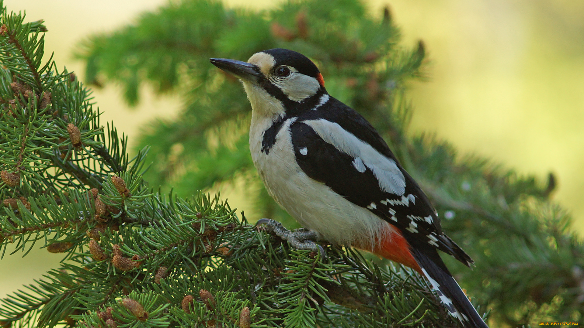 животные, дятлы, птичка