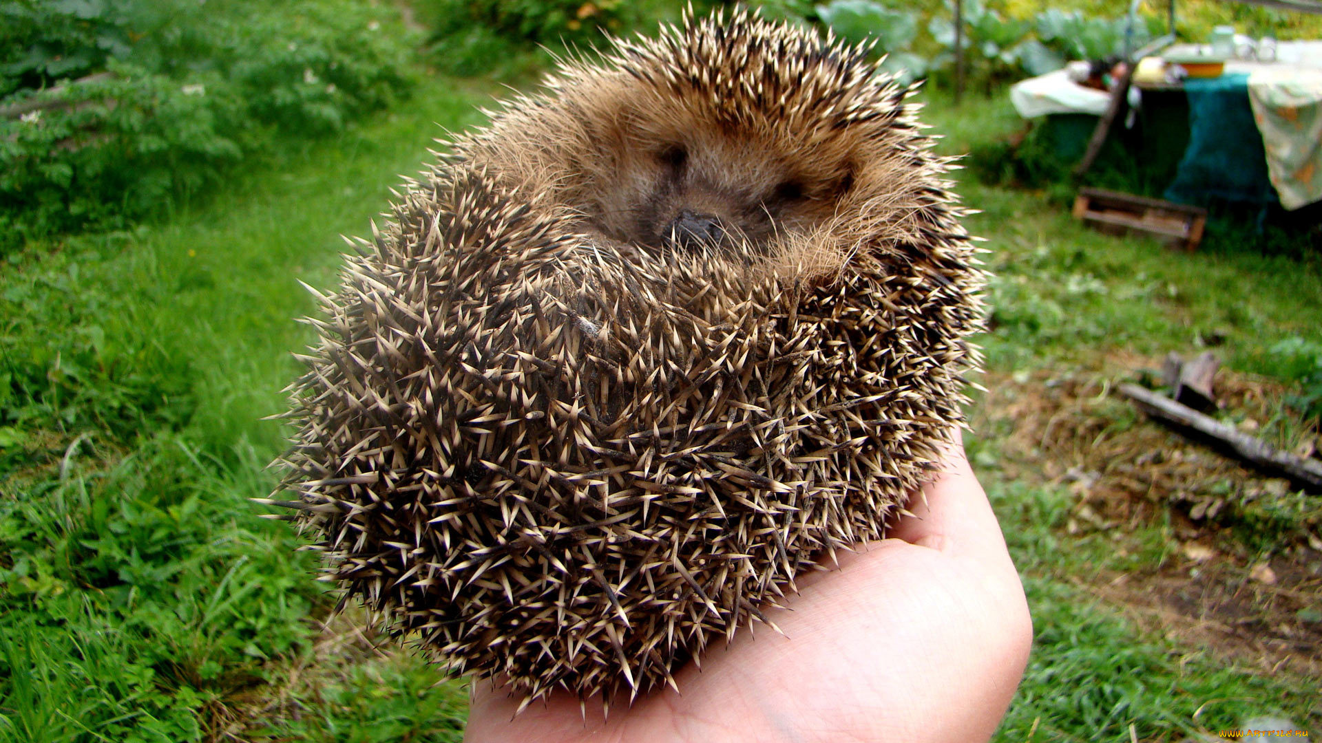 животные, ежи, ёжик, колючки, клубок, рука