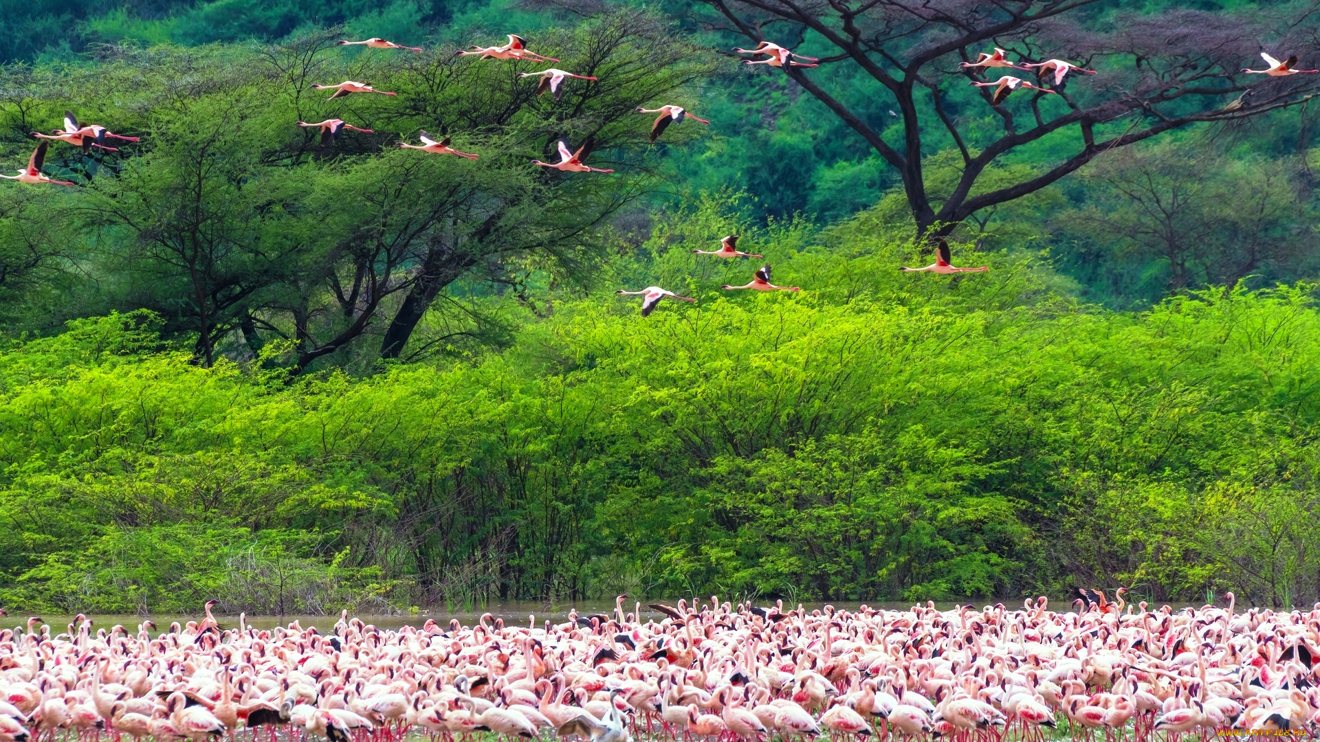 животные, фламинго, река, полет, стая, птицы, деревья