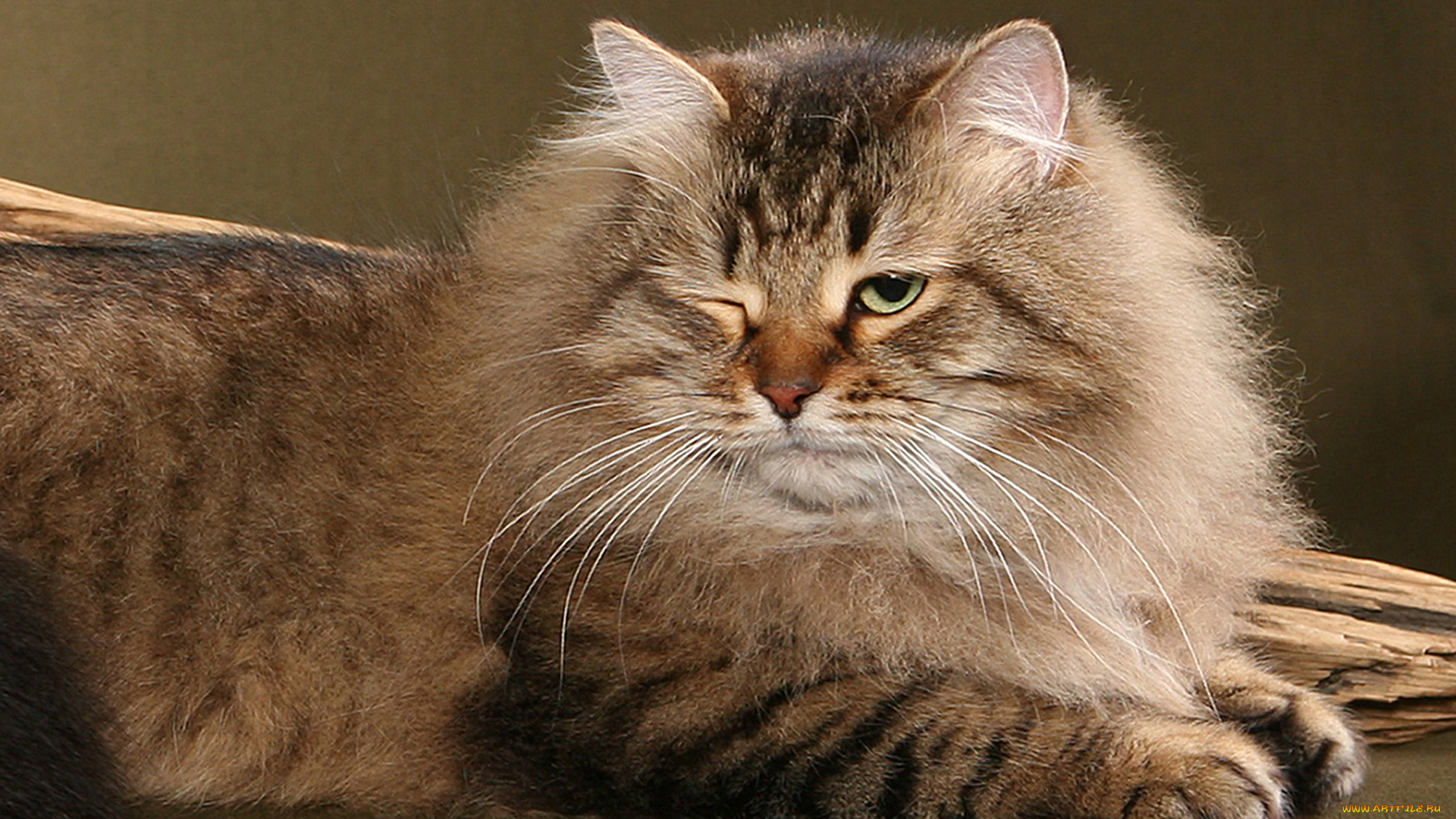 животные, коты, фон, порода, млекопитающее, животное