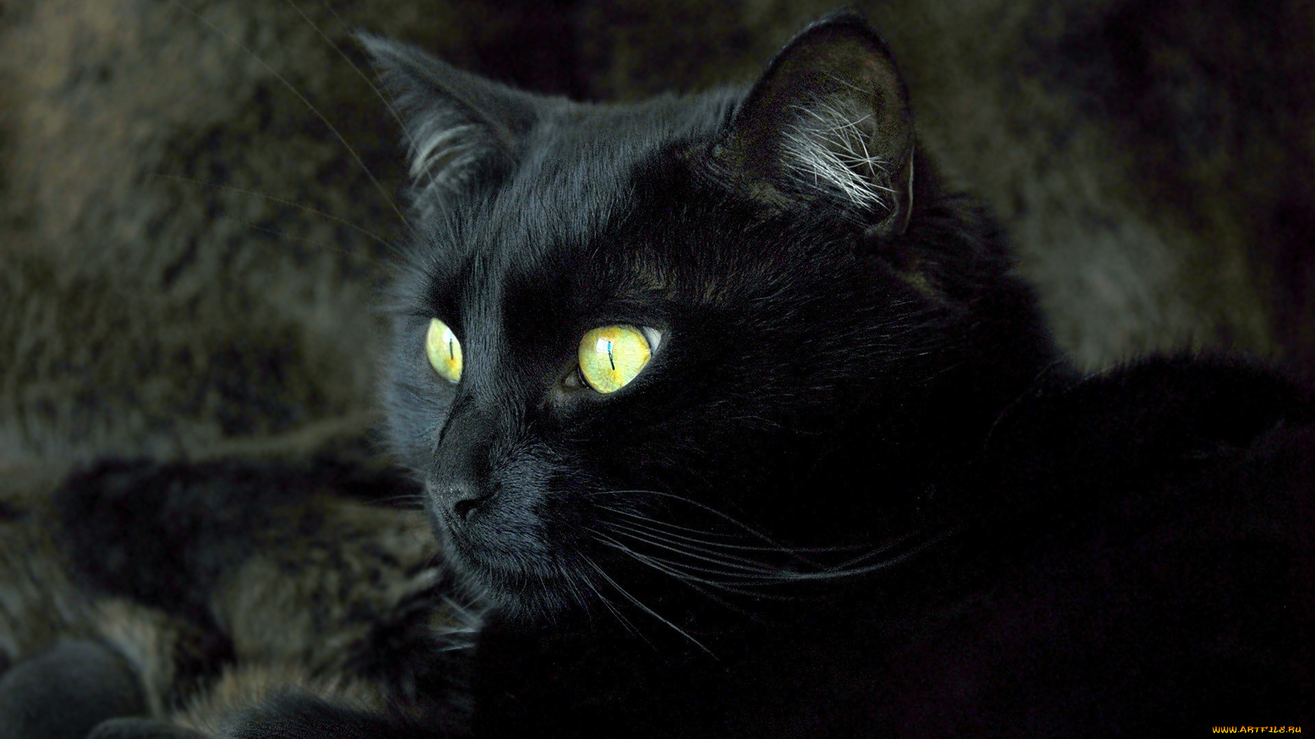 животные, коты, кот, черный, взгляд