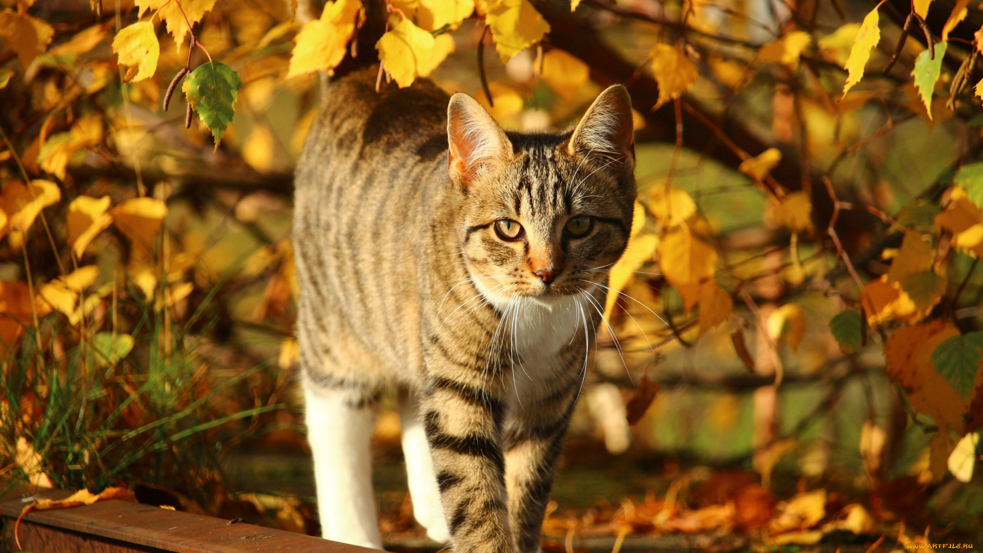 животные, коты, кот, осень, ветки, гуляет, желтые, листья, полосатый, рельса, солнце