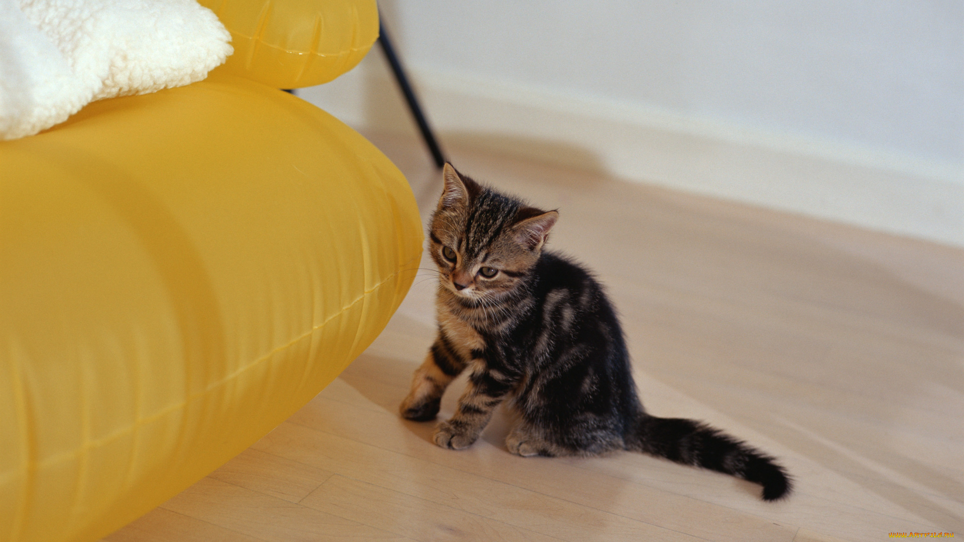 животные, коты, котенок, полосатый, диван