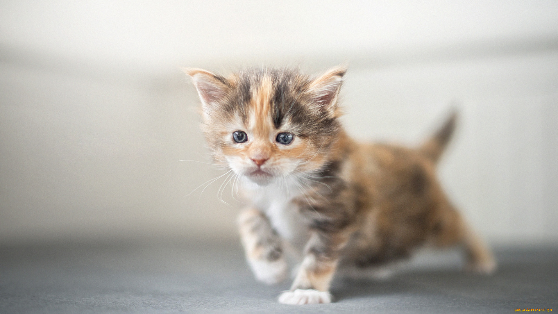 животные, коты, мейн-кун, малыш, котёнок