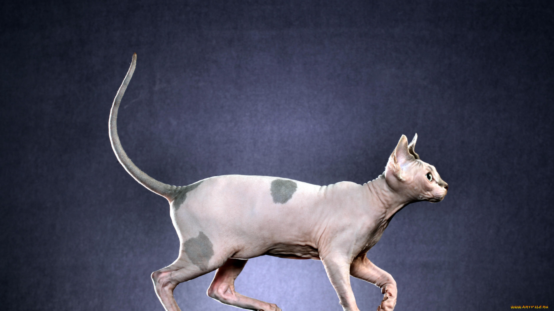 животные, коты, млекопитающее, животное, порода, фон